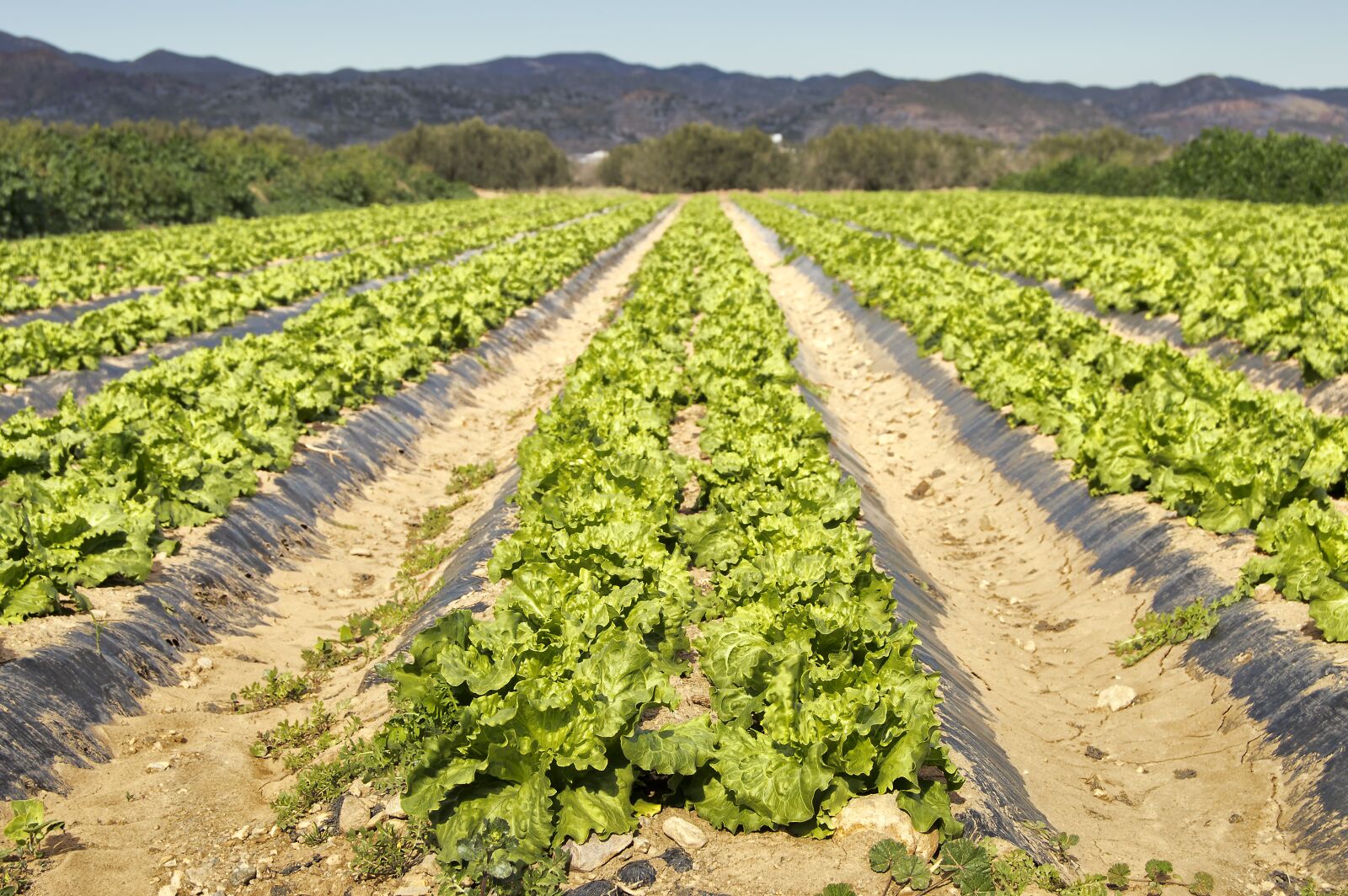 Nikon D3200 sample photo. Lettuce, plantation, cultivation photography