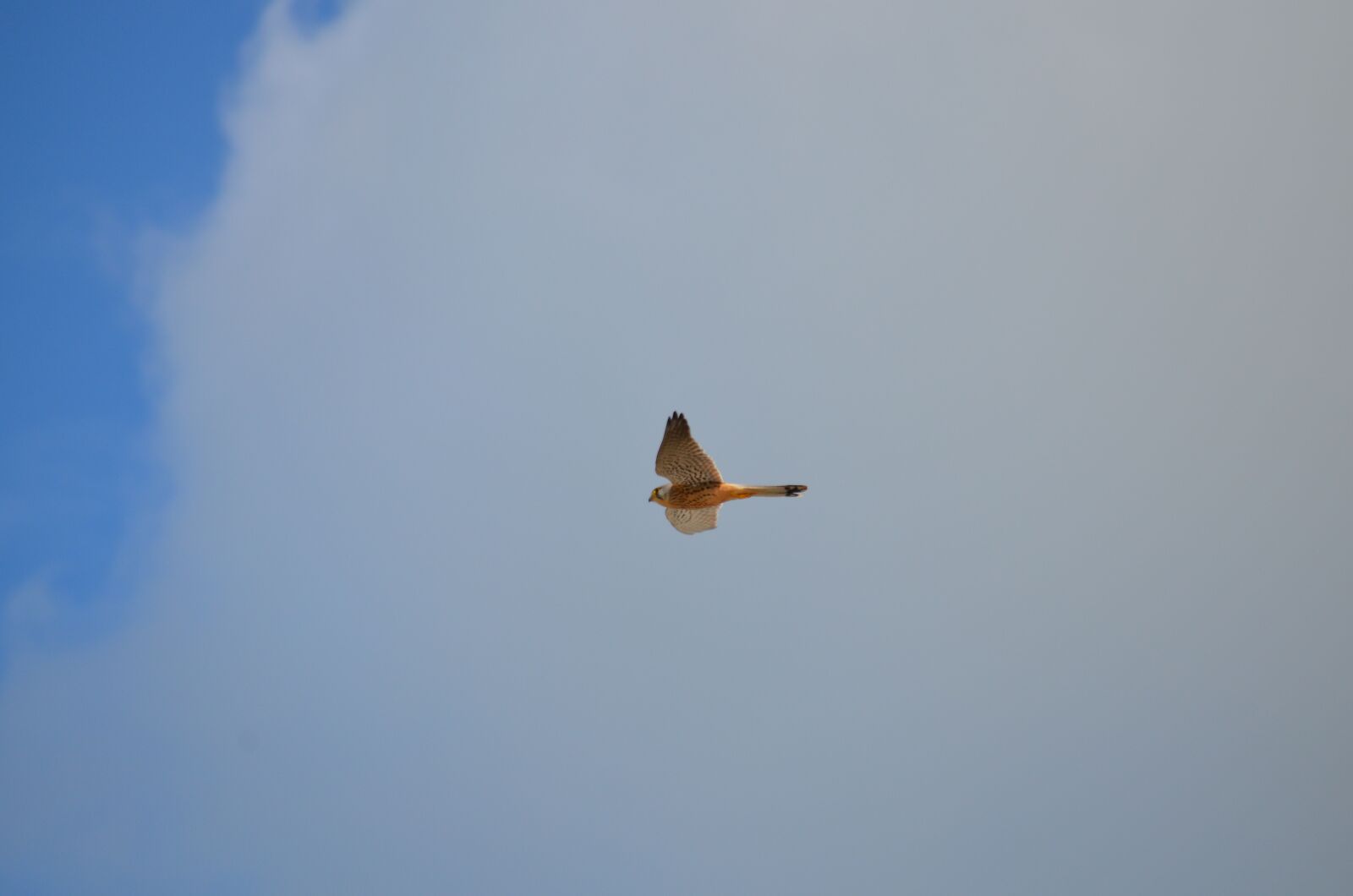Nikon D5100 sample photo. Falcon, kestrel, bird photography