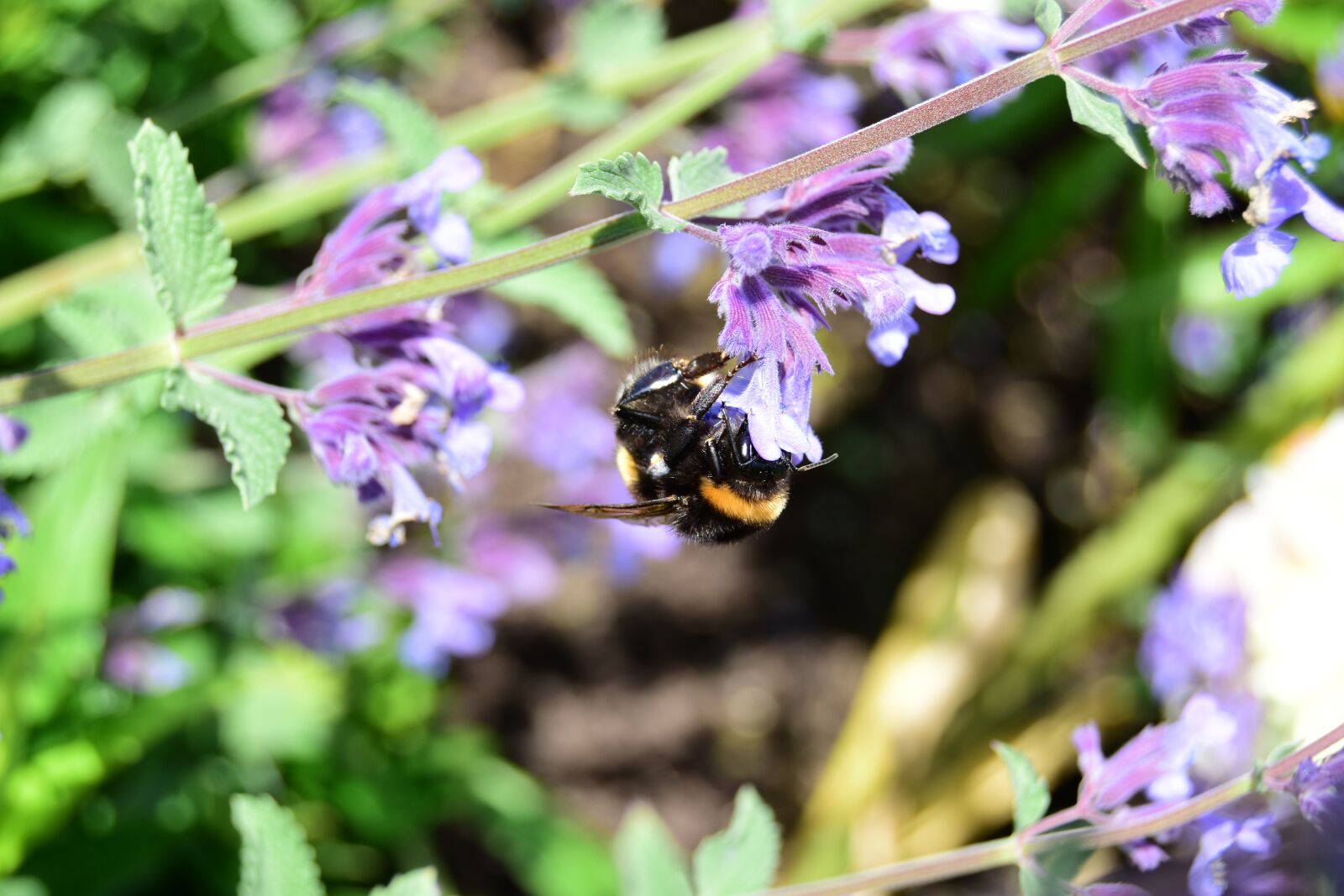 Nikon D5600 sample photo. Hummel, nature, blossom photography
