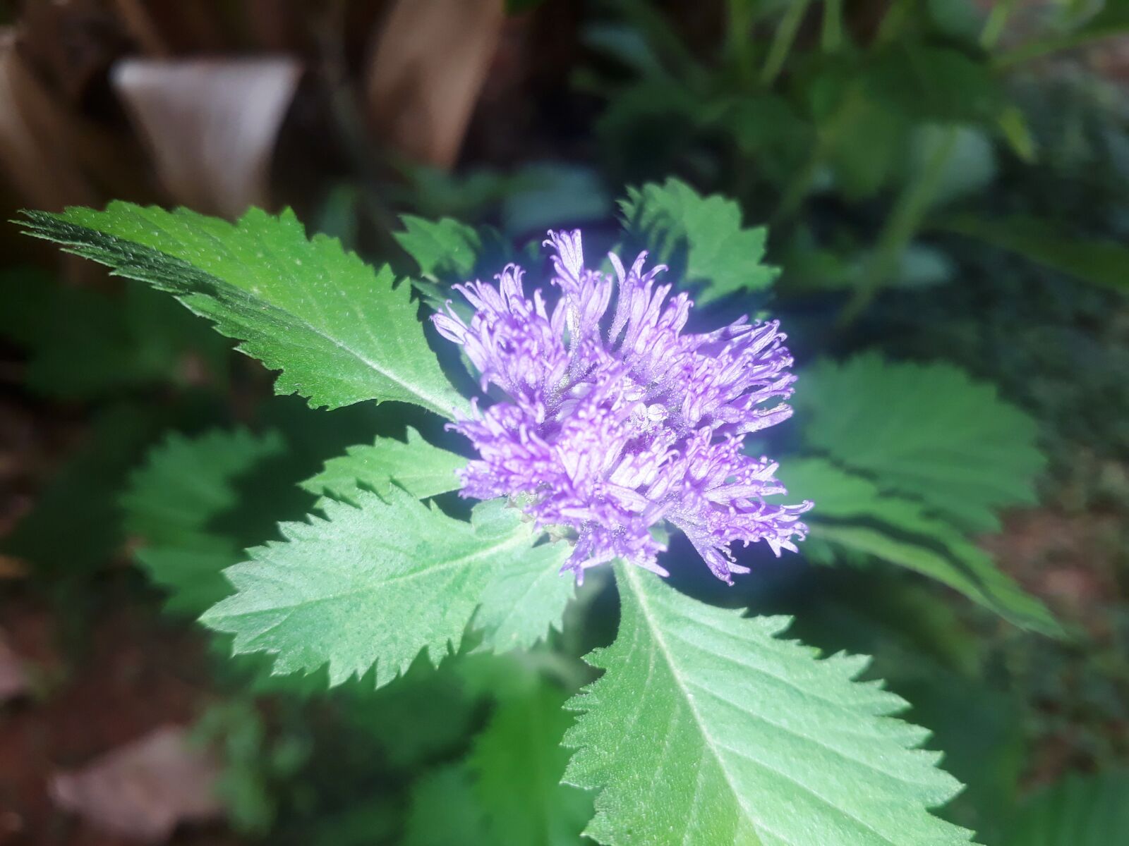 Samsung Galaxy J7 Prime sample photo. Flowers, landscapes, plants photography