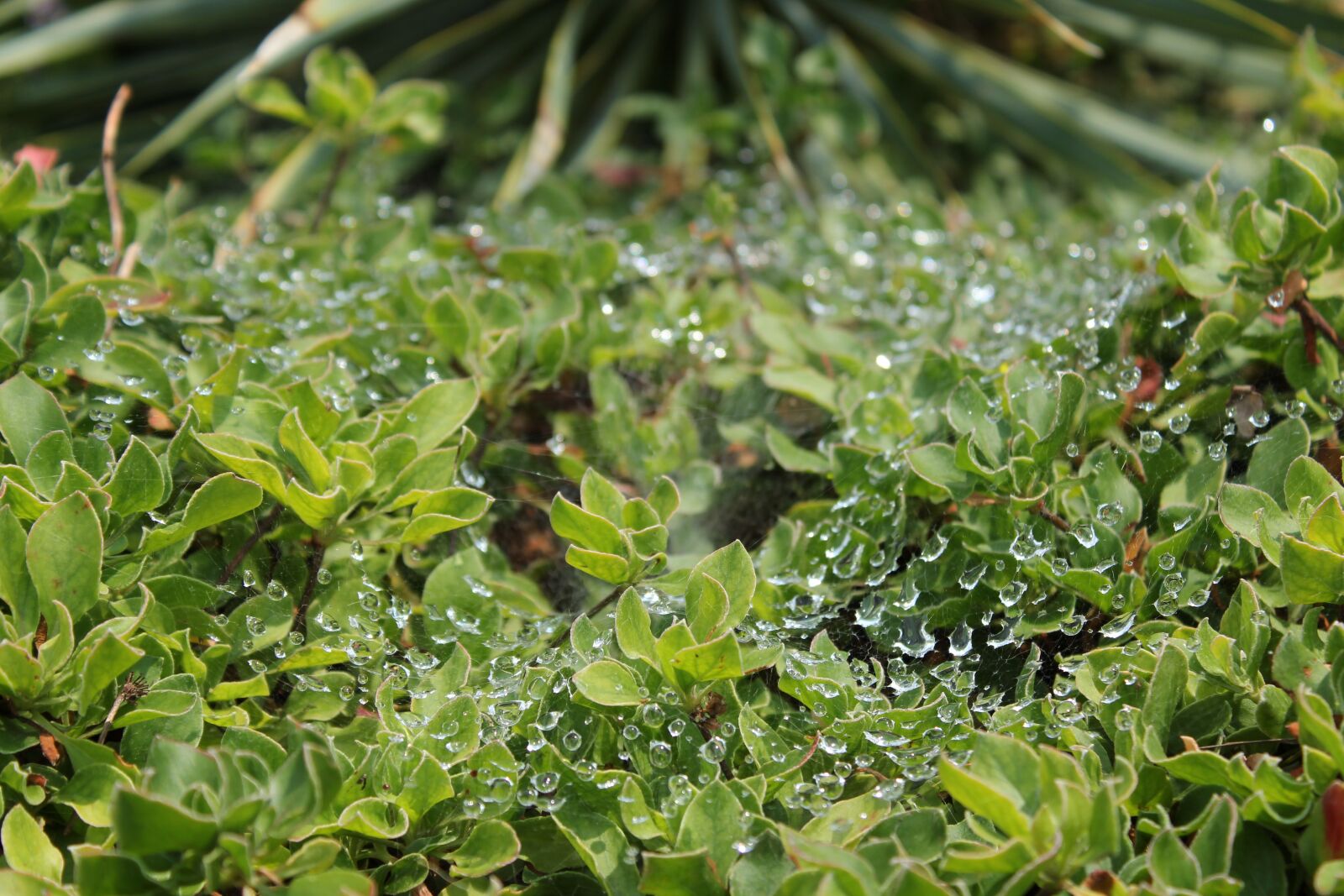 Canon EOS 1300D (EOS Rebel T6 / EOS Kiss X80) sample photo. Water, spider web, silk photography