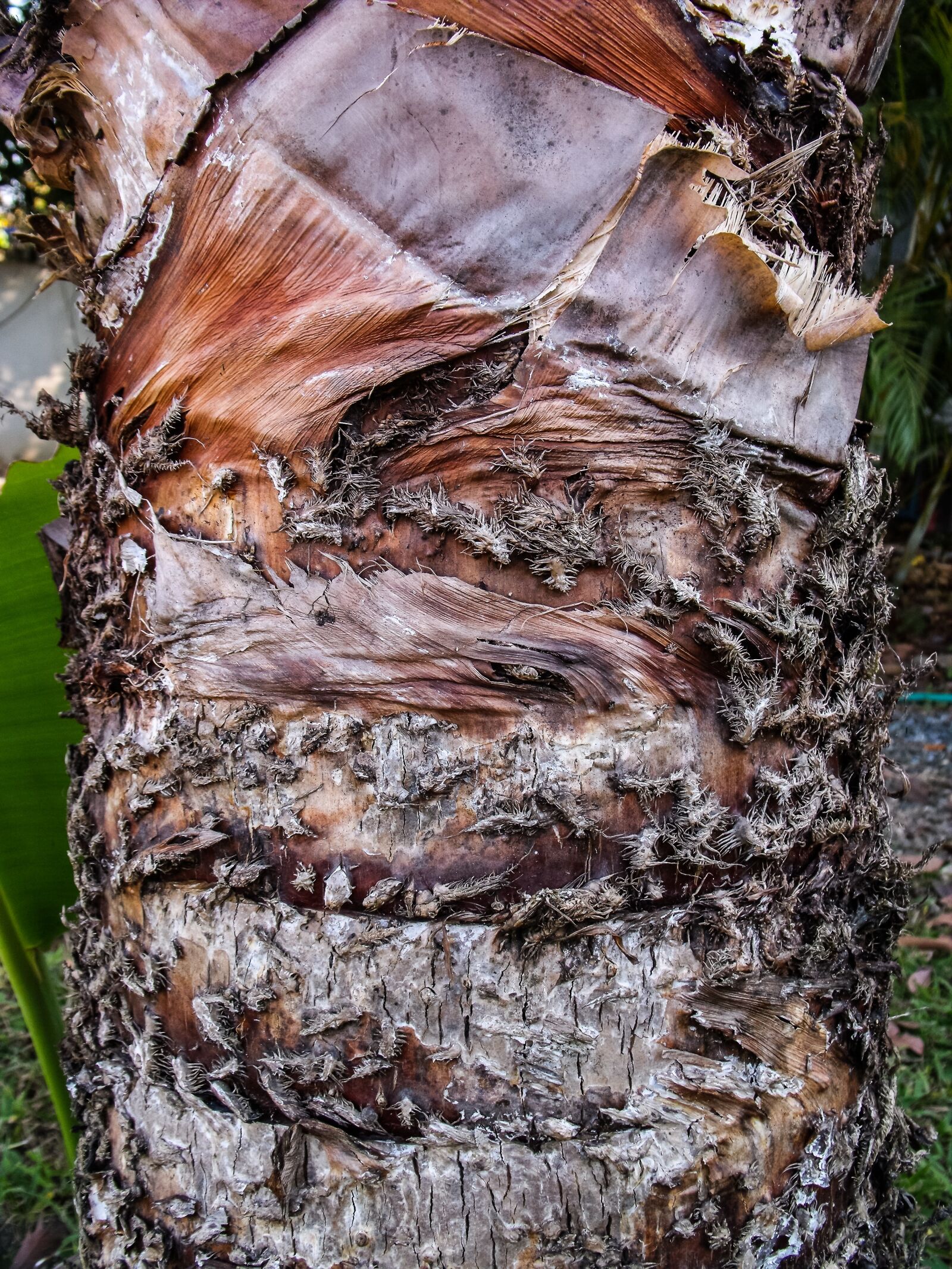 Fujifilm FinePix S1000fd sample photo. Palm tree root, palm photography