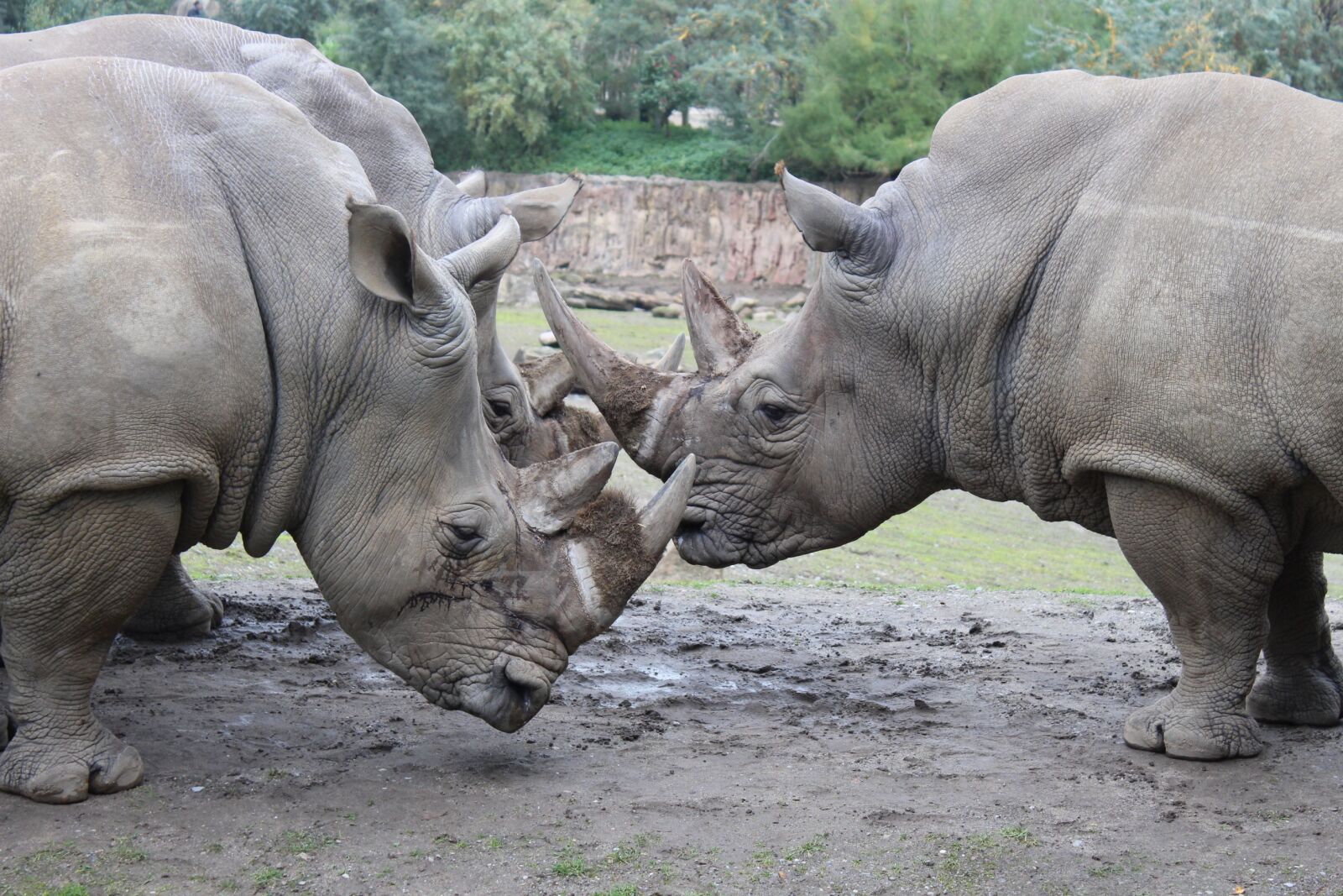 Canon EOS 700D (EOS Rebel T5i / EOS Kiss X7i) sample photo. Rhino, animals, zoo photography