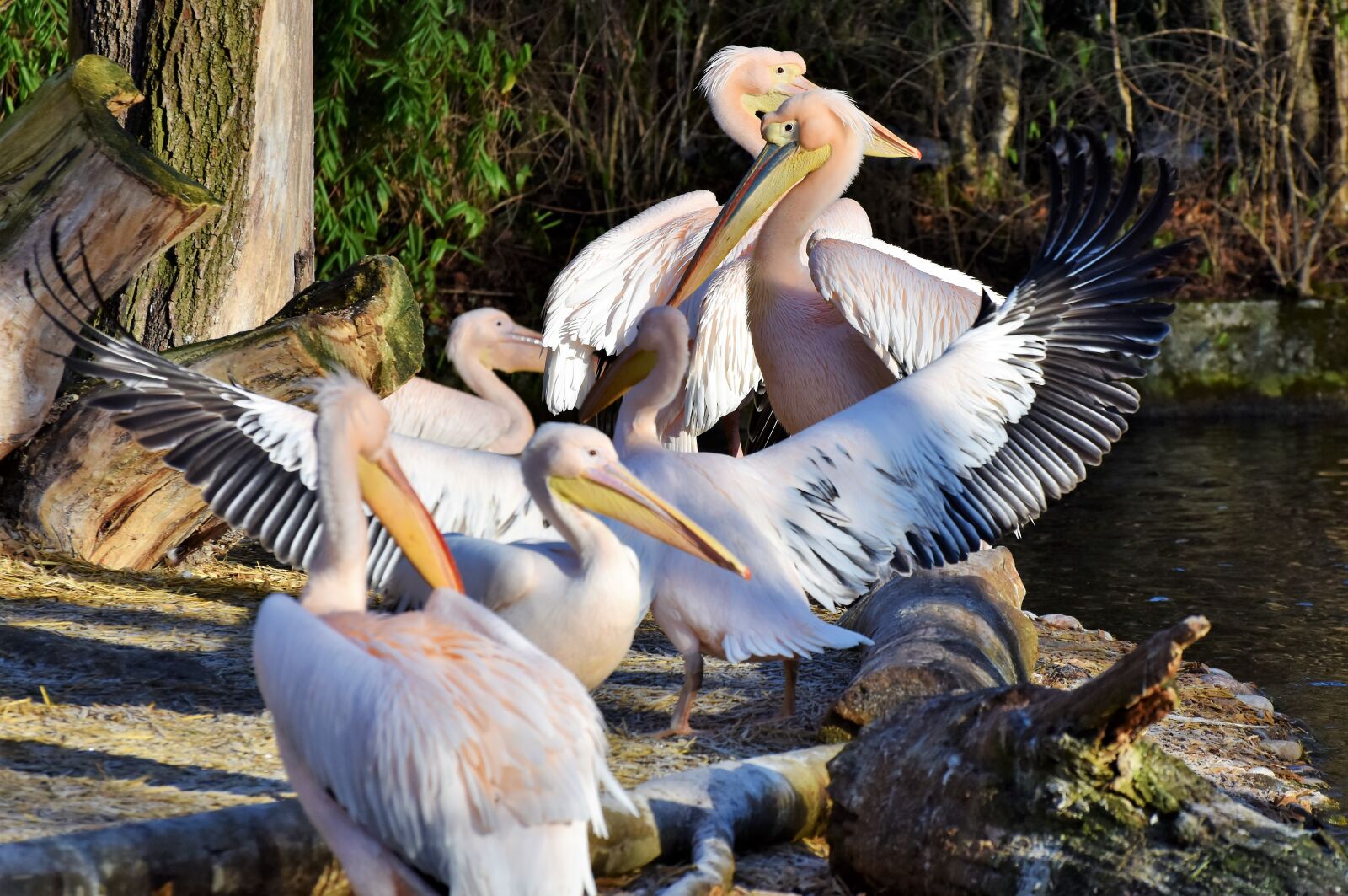 Nikon D7200 sample photo. Pelikan, water bird, pink photography