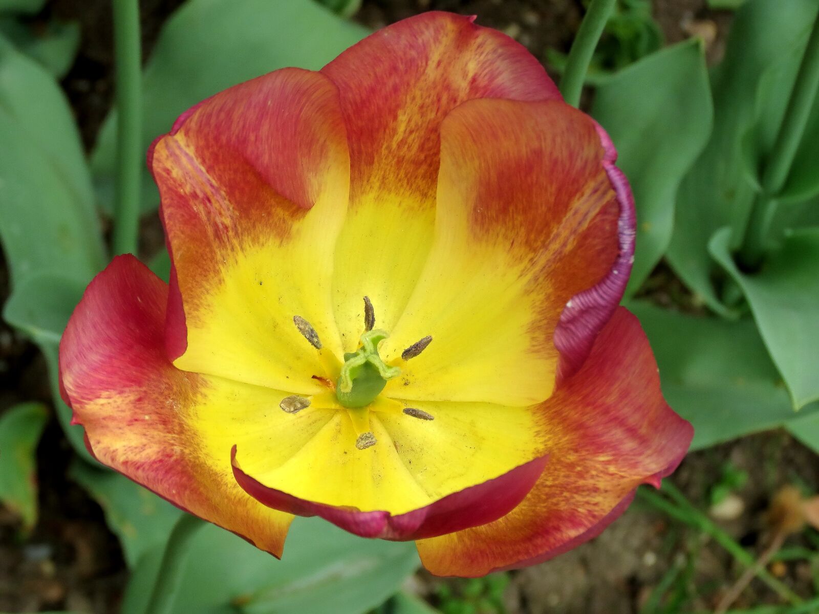 Canon PowerShot SX40 HS sample photo. Tulips, parrot, bright photography