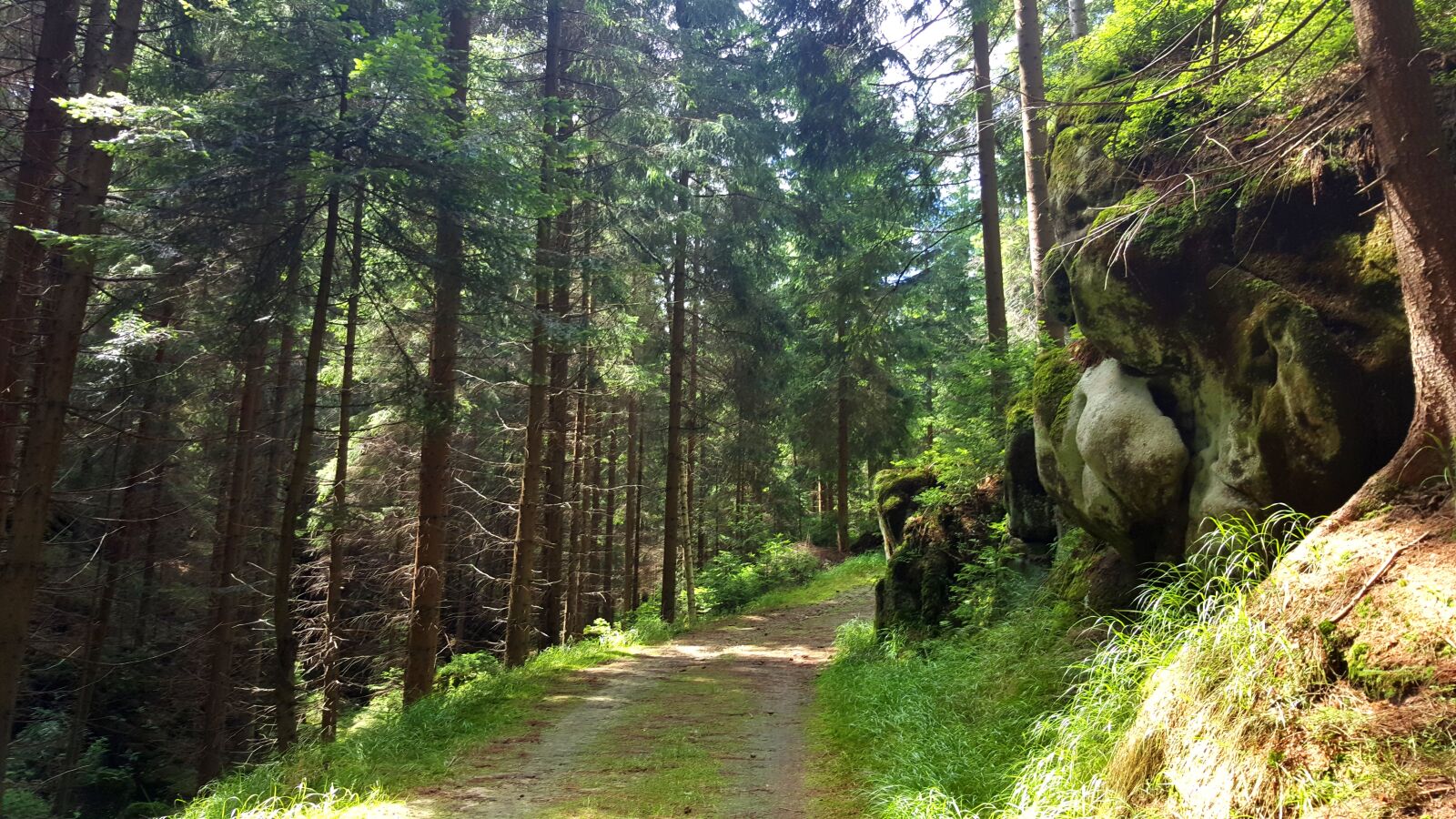 Samsung GALAXY S6 edge sample photo. Forest, path, rock photography