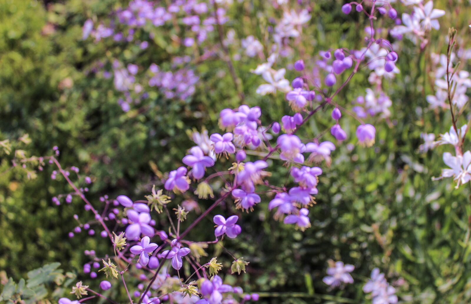 Canon EOS 600D (Rebel EOS T3i / EOS Kiss X5) sample photo. Flower, vegetation, nature photography