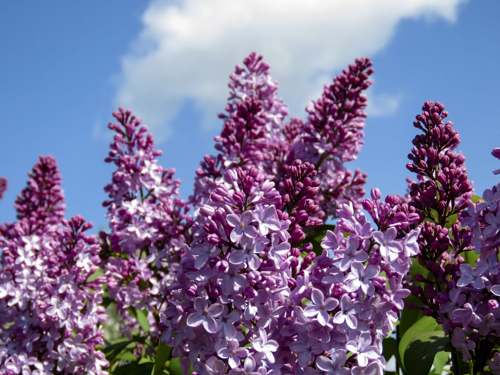 Canon PowerShot SX60 HS sample photo. Lilac, flowers, purple photography