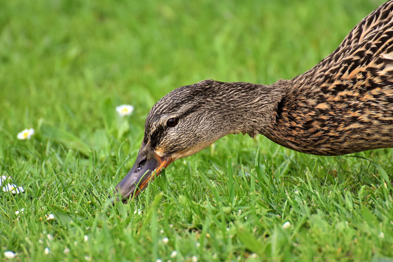 Nikon D7200 sample photo. Mallard, cute, nature photography