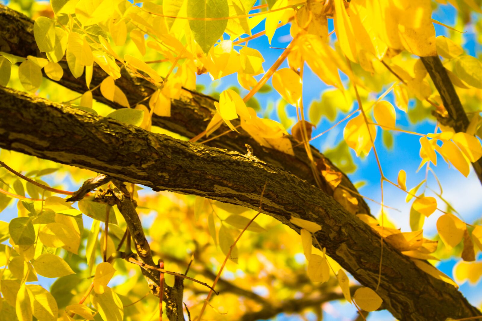 Canon EOS 1300D (EOS Rebel T6 / EOS Kiss X80) sample photo. Yellow, fall, autumn photography