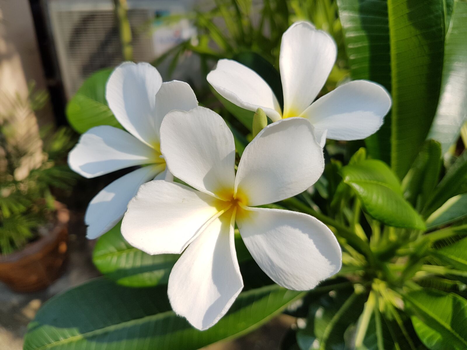 Samsung Galaxy S7 sample photo. Nature, flora, flower photography