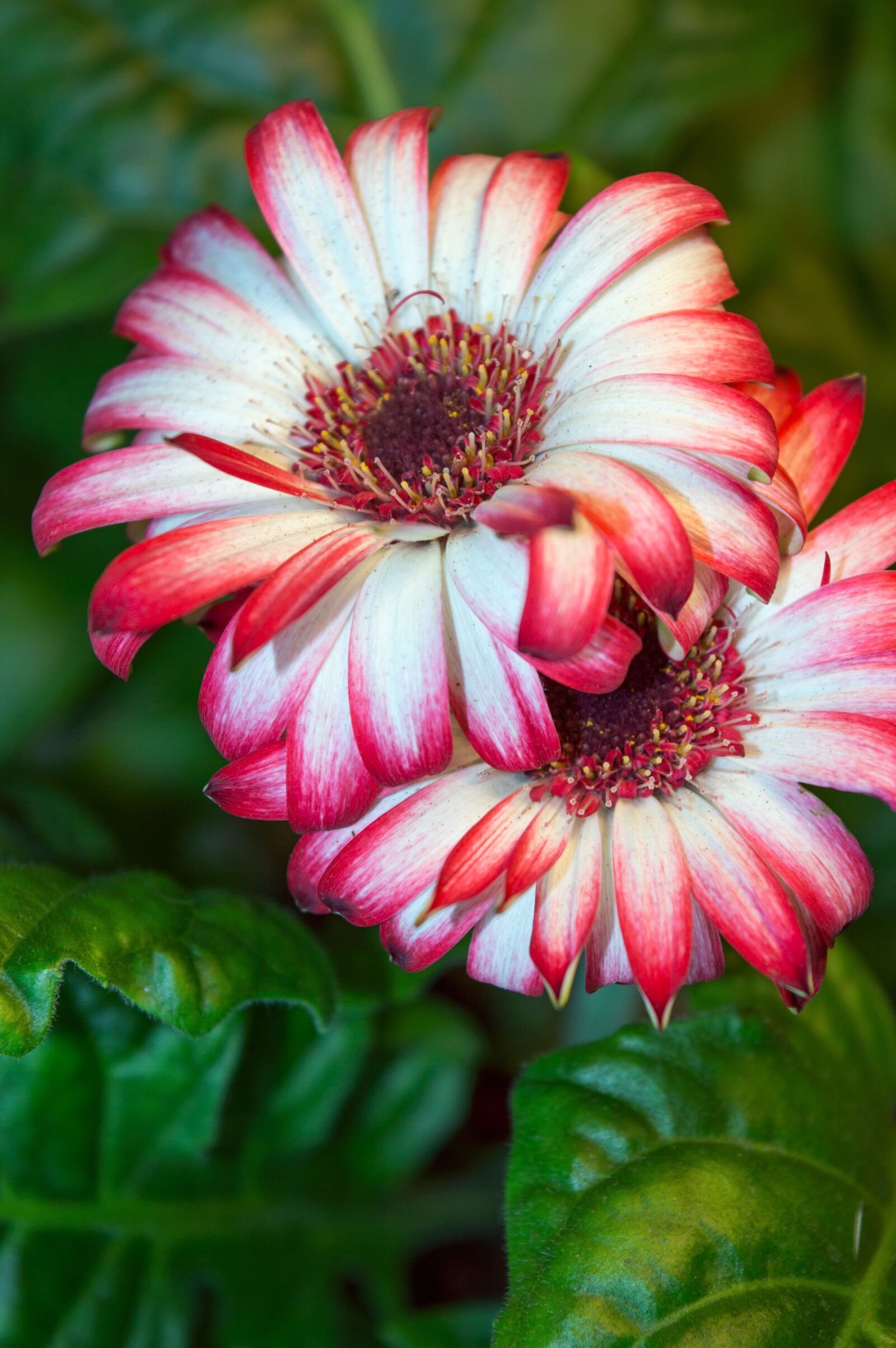 Nikon D3200 sample photo. Gerbera, gerbera flowers, flower photography