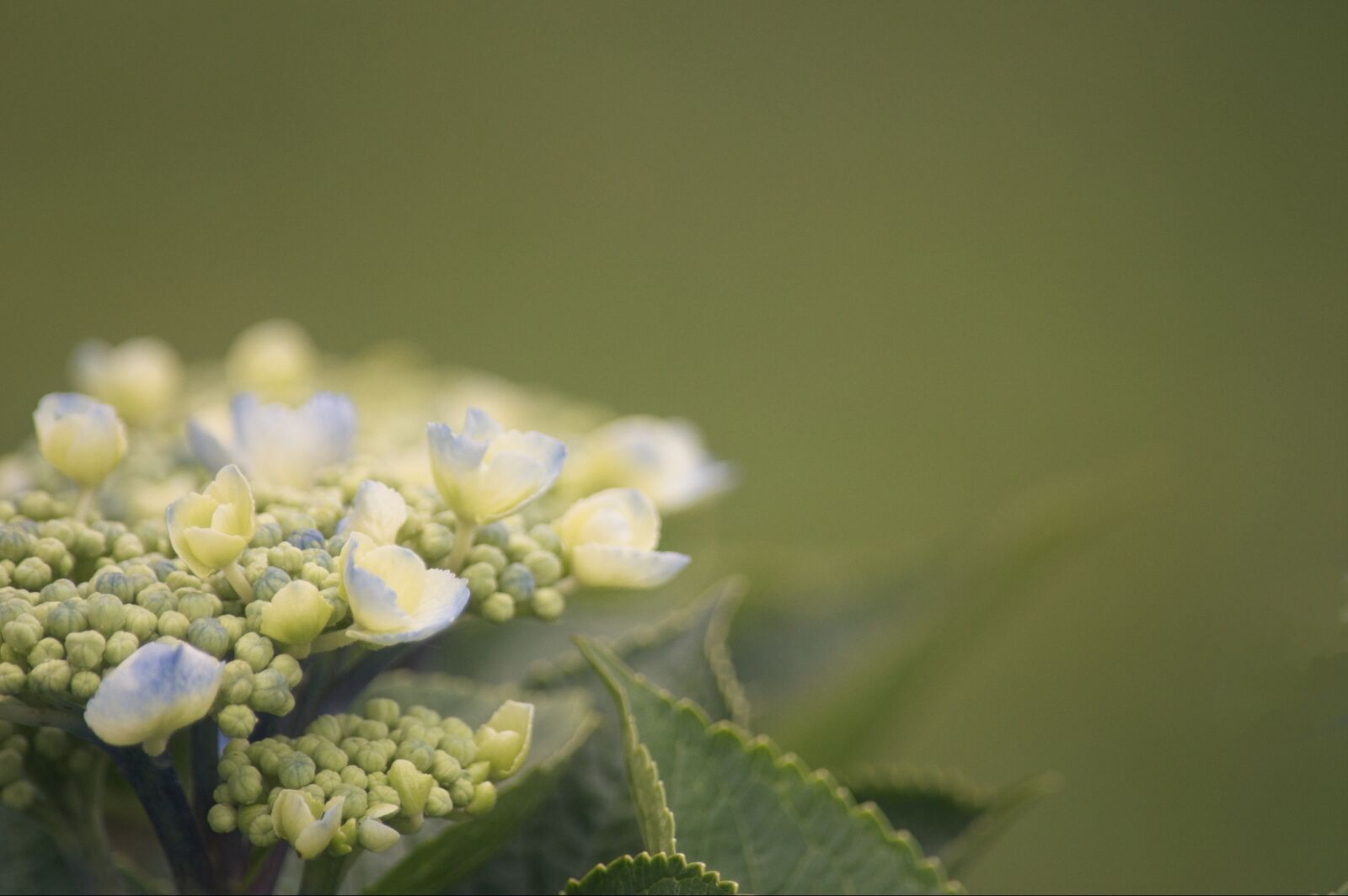 Nikon D3200 sample photo. Flower, romance, memorial photography
