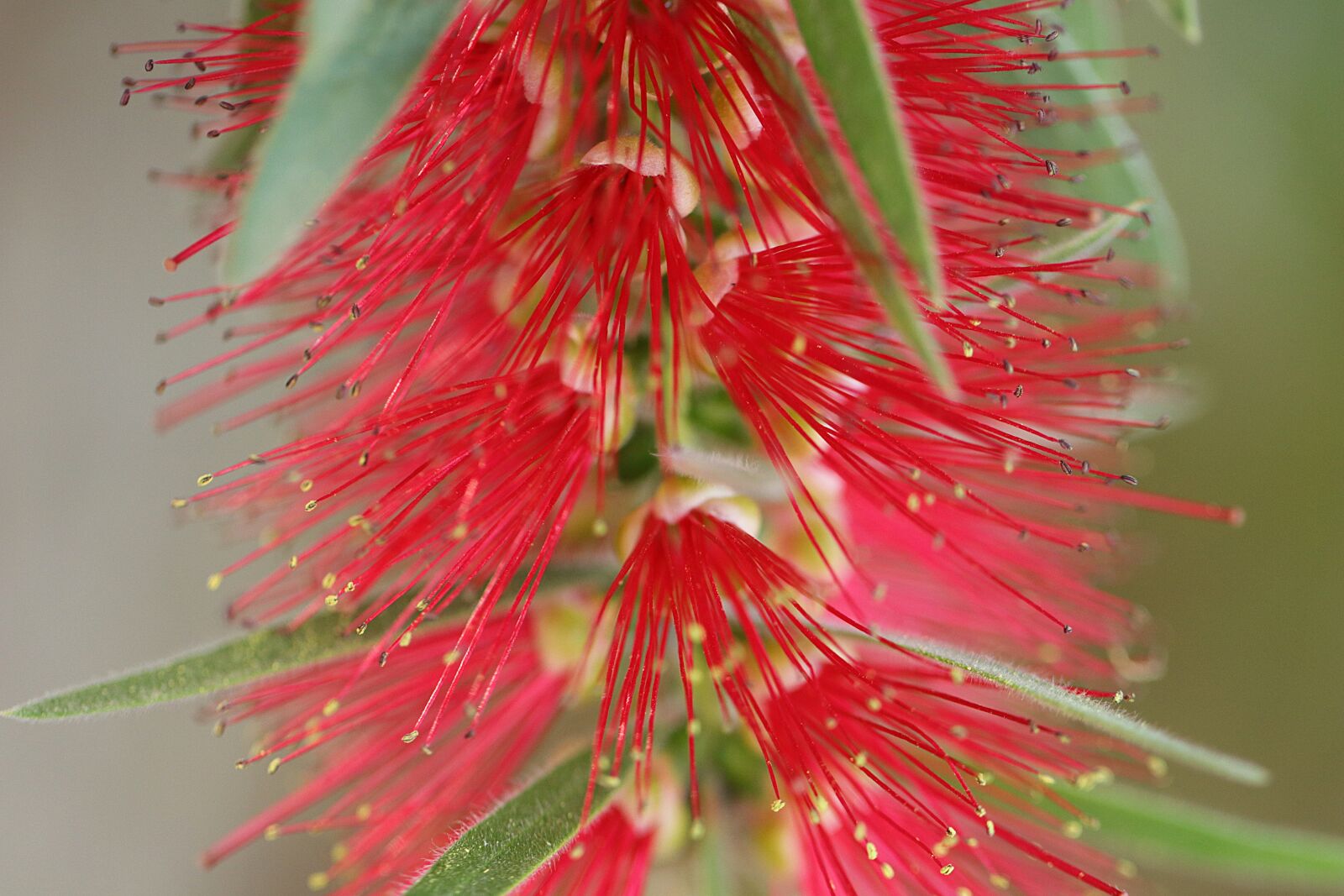 Canon EOS 80D sample photo. Bottlebrush, flower, red photography