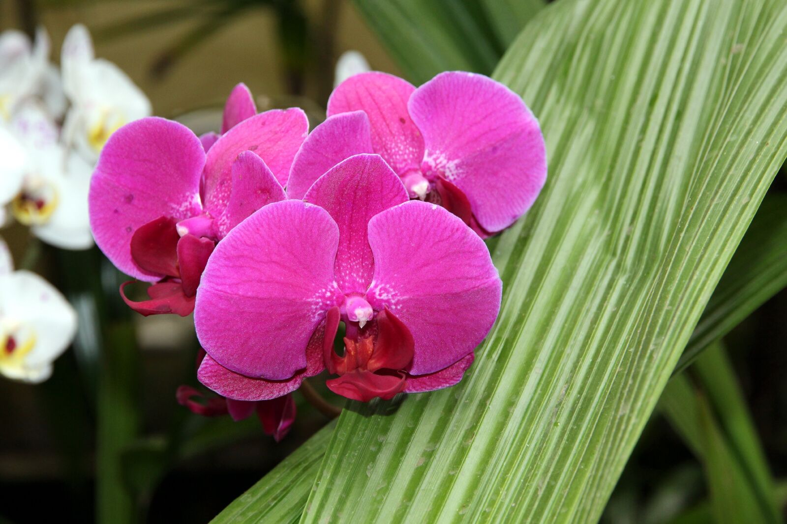 Canon EOS 650D (EOS Rebel T4i / EOS Kiss X6i) sample photo. Orchid, phalaenopsis, nature photography