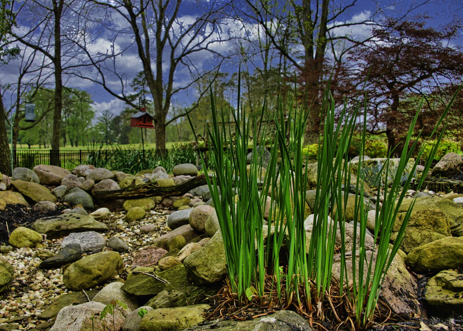 Nikon D850 sample photo. Back yard, plants, rocks photography