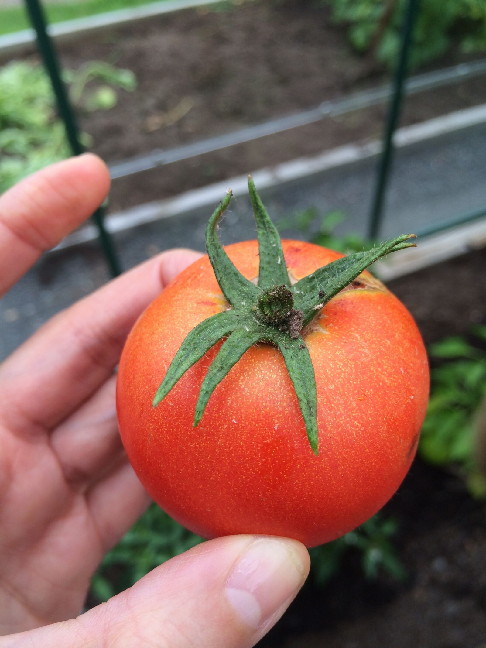 iPhone 5s back camera 4.12mm f/2.2 sample photo. Tomato, grow, greenhouse photography