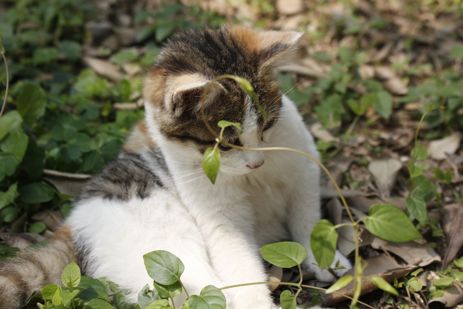 Canon EOS 550D (EOS Rebel T2i / EOS Kiss X4) sample photo. Sunshine, kitty, paw photography