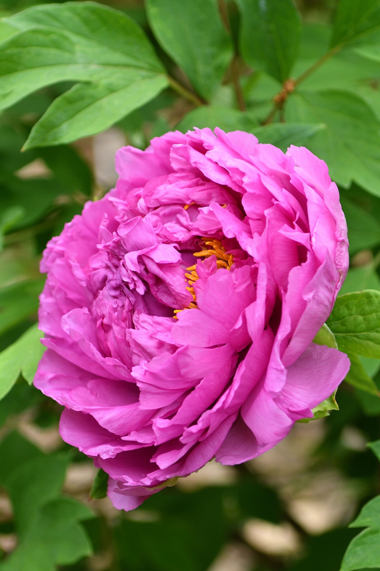 Nikon D500 sample photo. Flower, blooms, nature photography