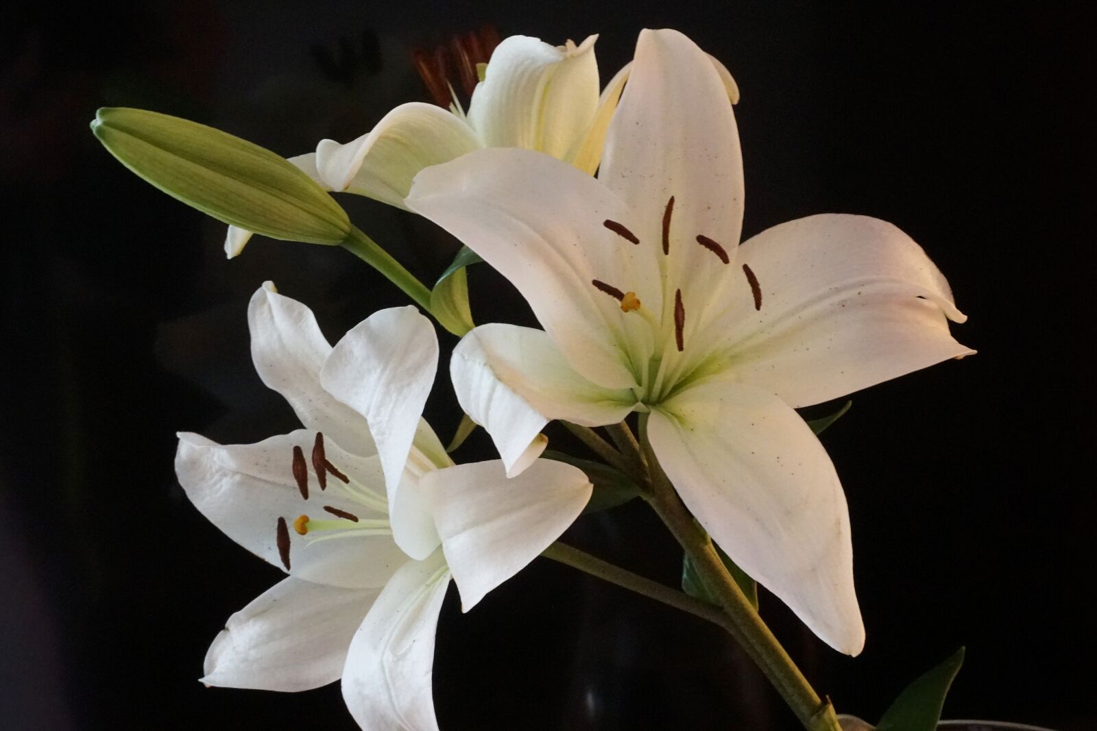 Sony E 16-50mm F3.5-5.6 PZ OSS sample photo. Flower, blossom, bloom photography