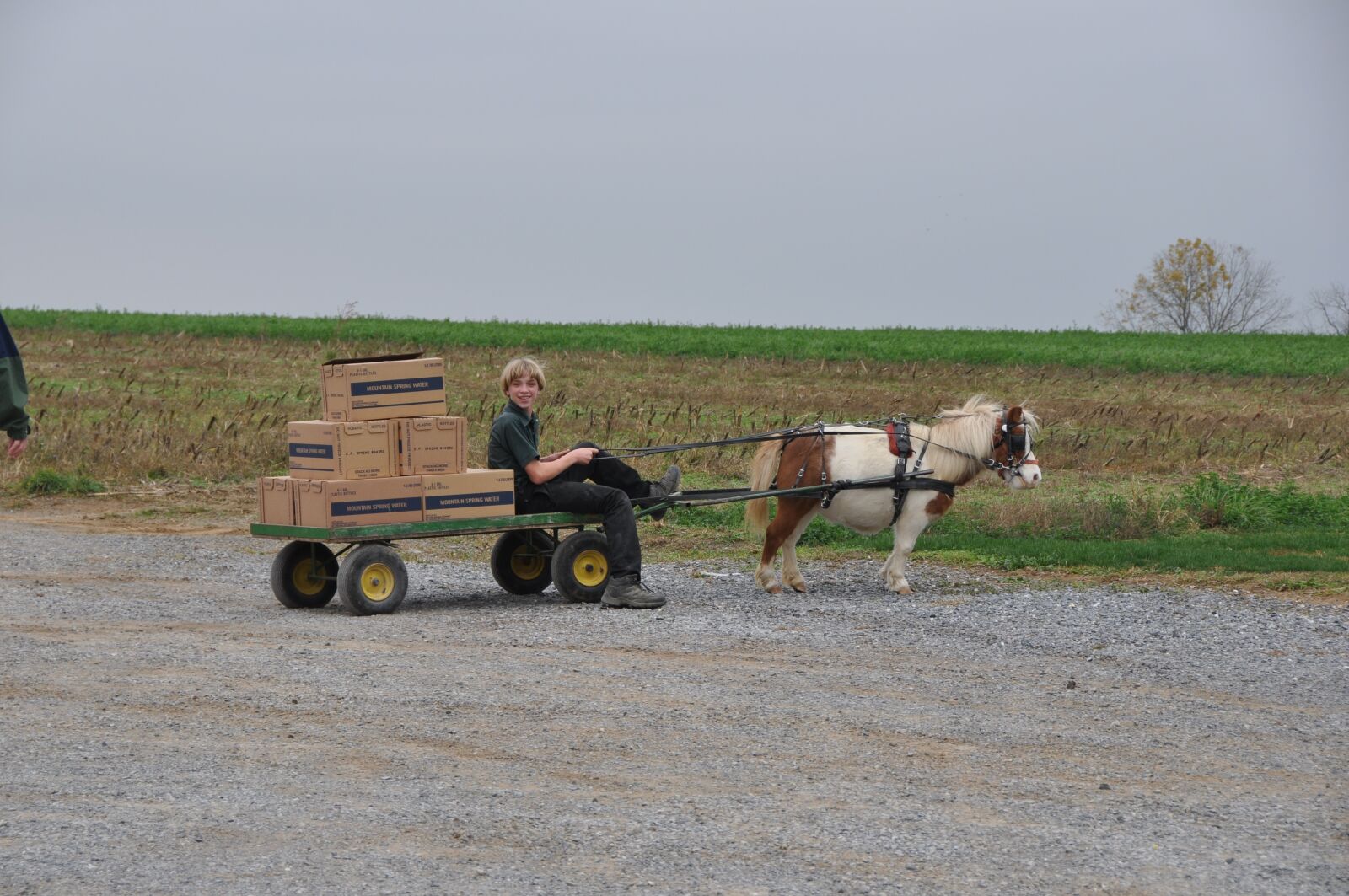 Nikon D90 sample photo. Amish boy, cart, pony photography