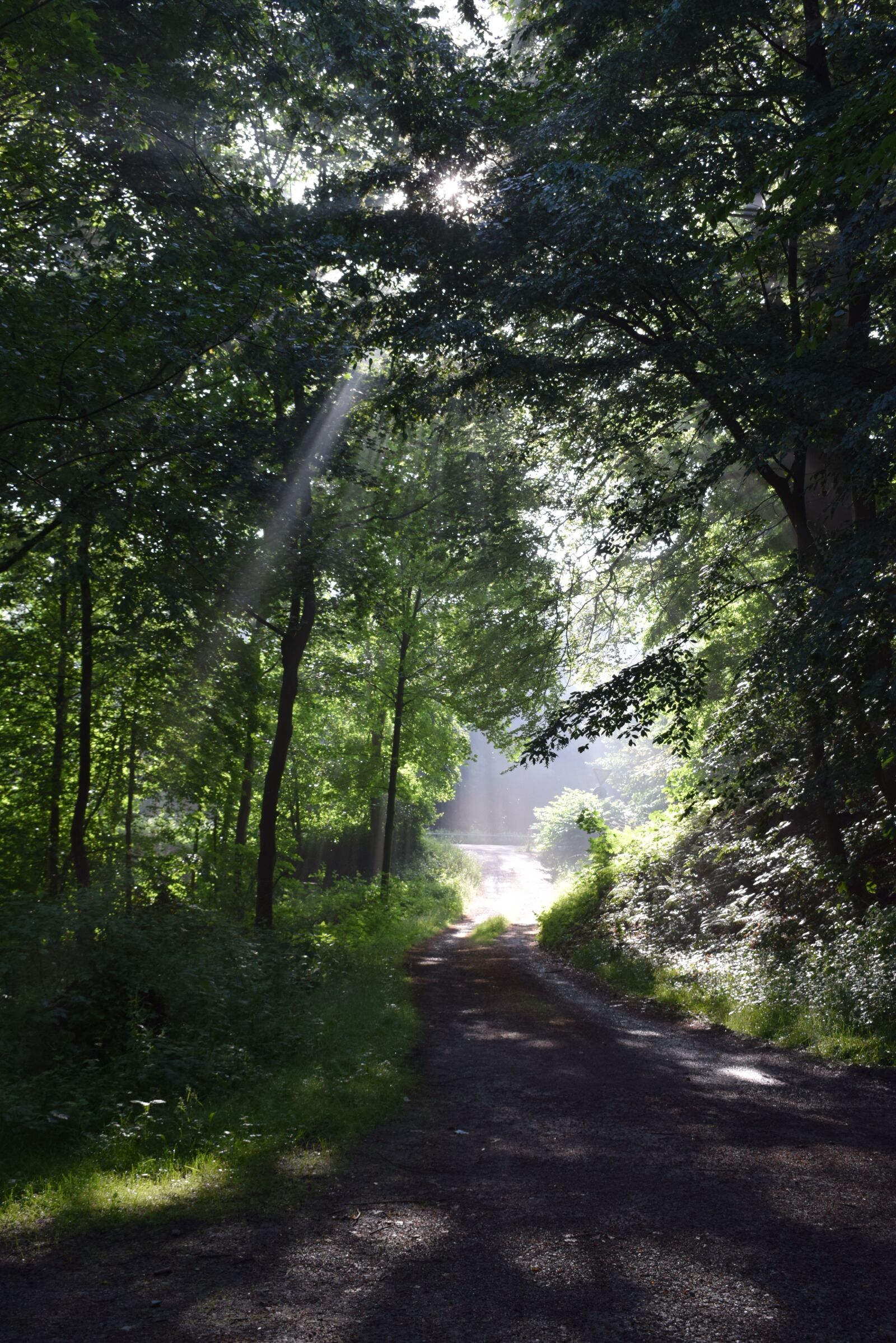 Nikon D5300 sample photo. Forest, away, sun photography