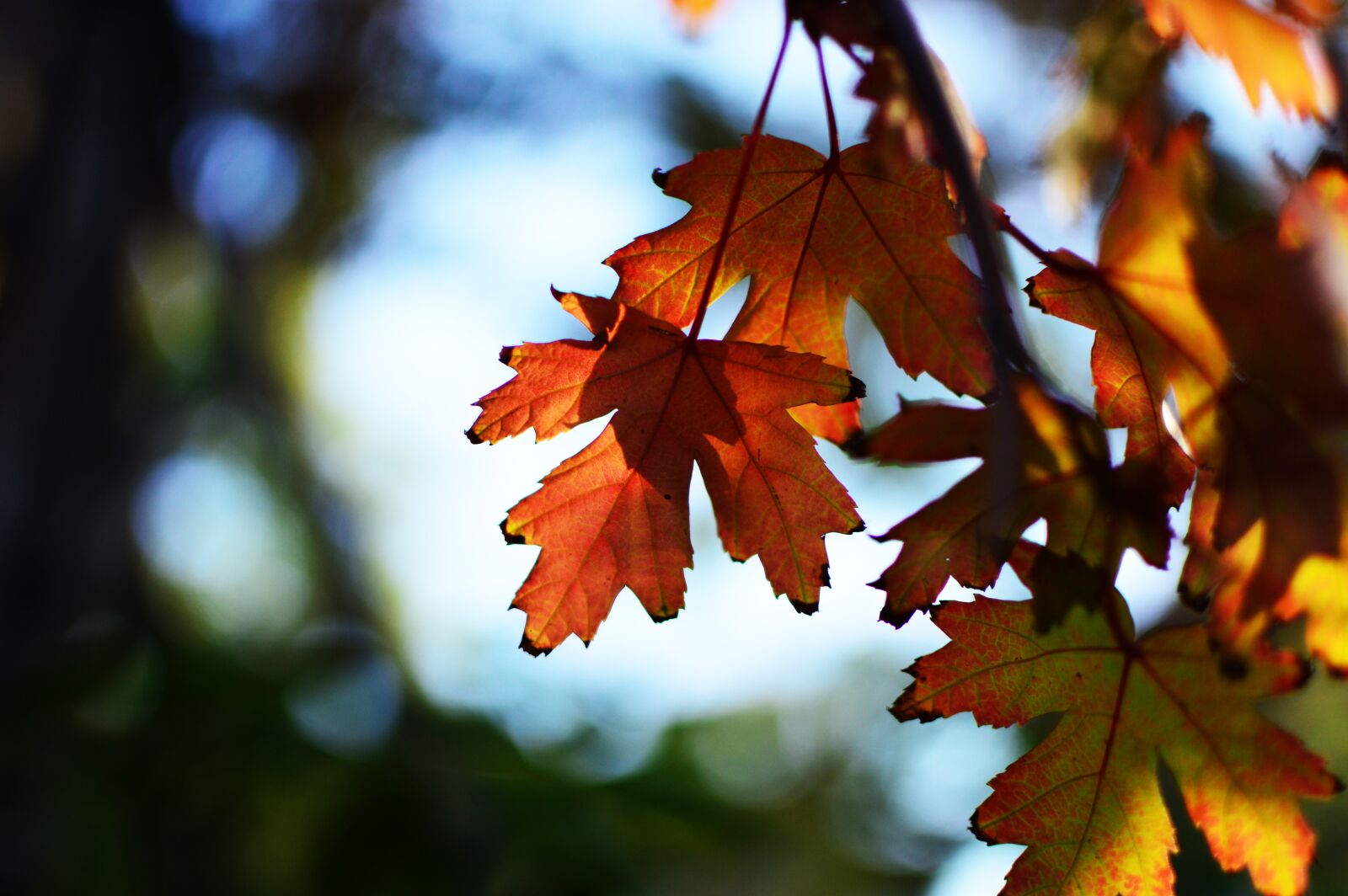 Nikon D3200 + Nikon AF-S DX Nikkor 35mm F1.8G sample photo. Autumn, leaf photography