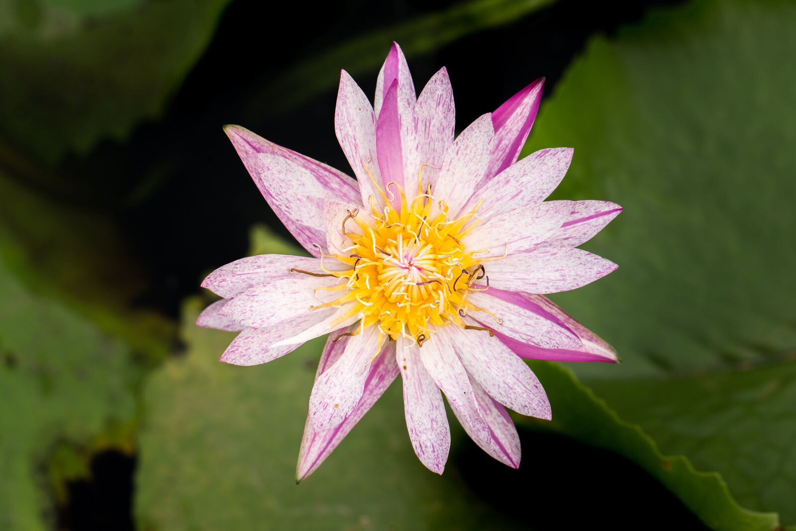 Canon EF 100mm F2.8L Macro IS USM sample photo. Water lily, nuphar lutea photography