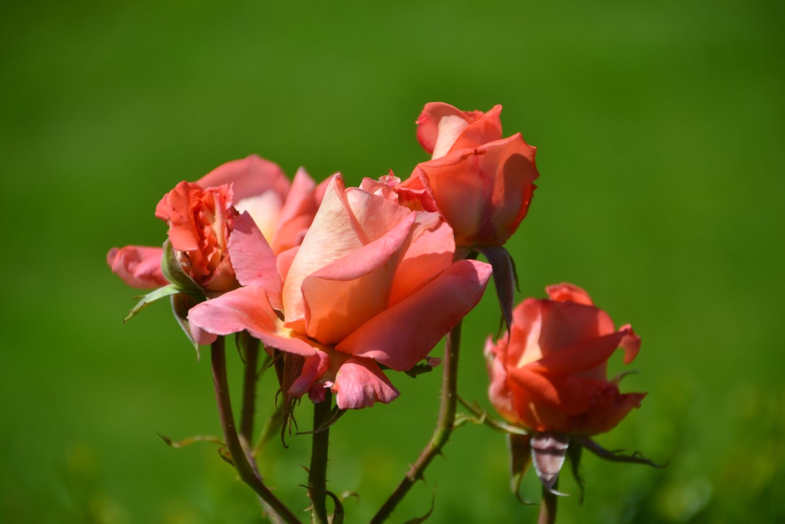 Nikon D3100 sample photo. Rose, flower, petals photography