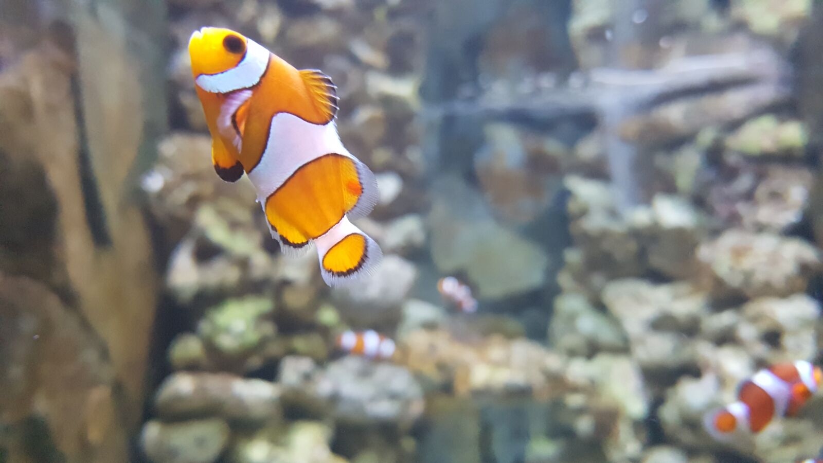 Samsung Galaxy S7 sample photo. Nemo, clownfish, aquarium photography