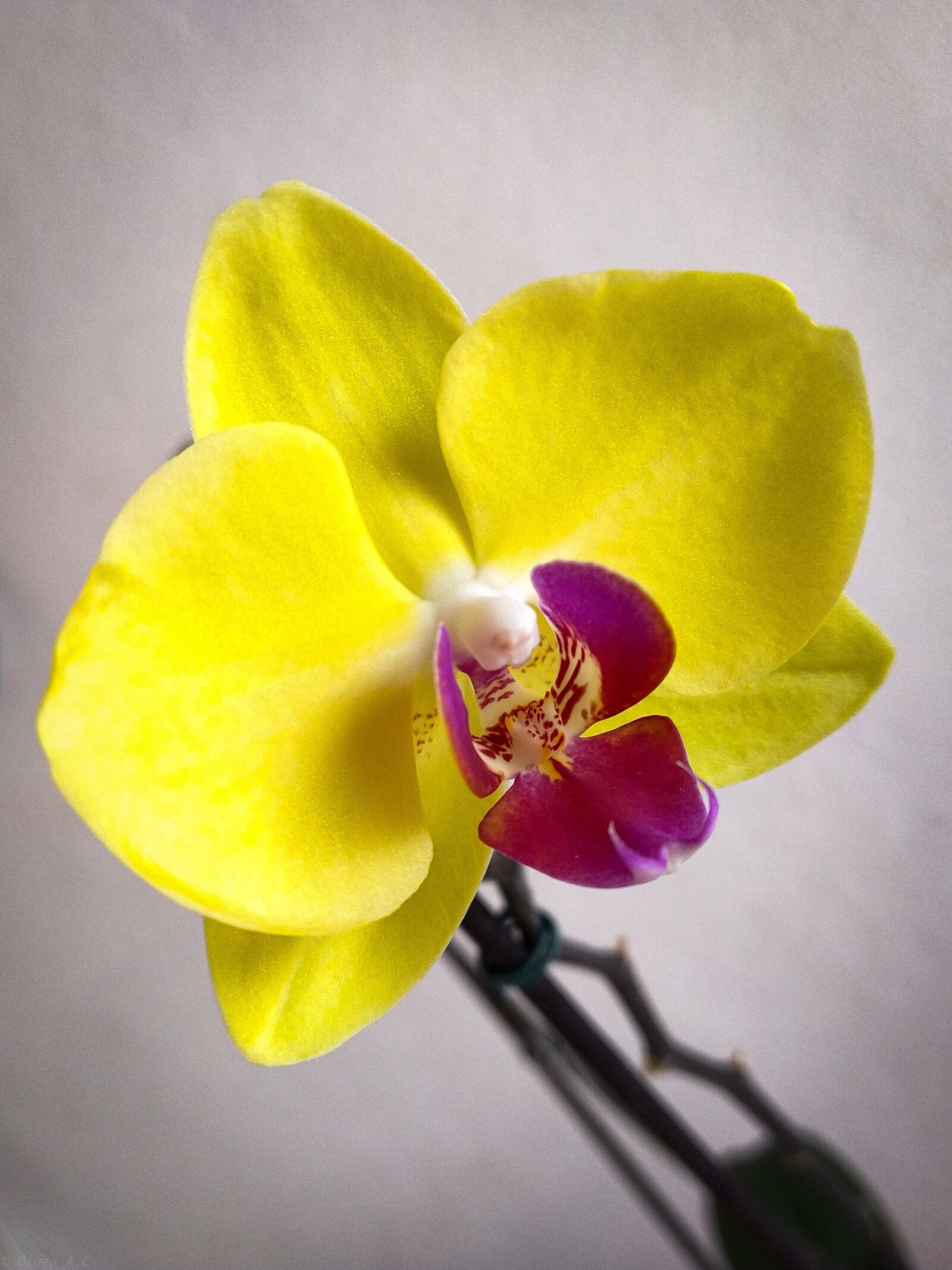 Xiaomi Mi A3 sample photo. Orchids, orchid, orquídea photography