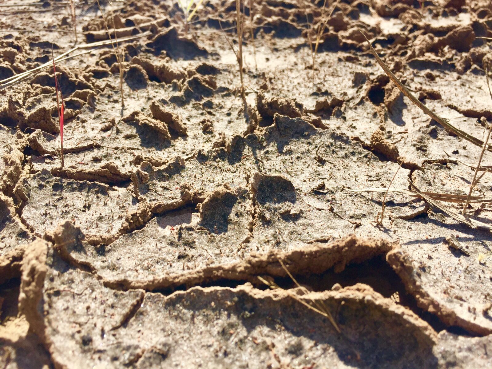 iPhone 6 back camera 4.15mm f/2.2 sample photo. Crack, dry, drought photography
