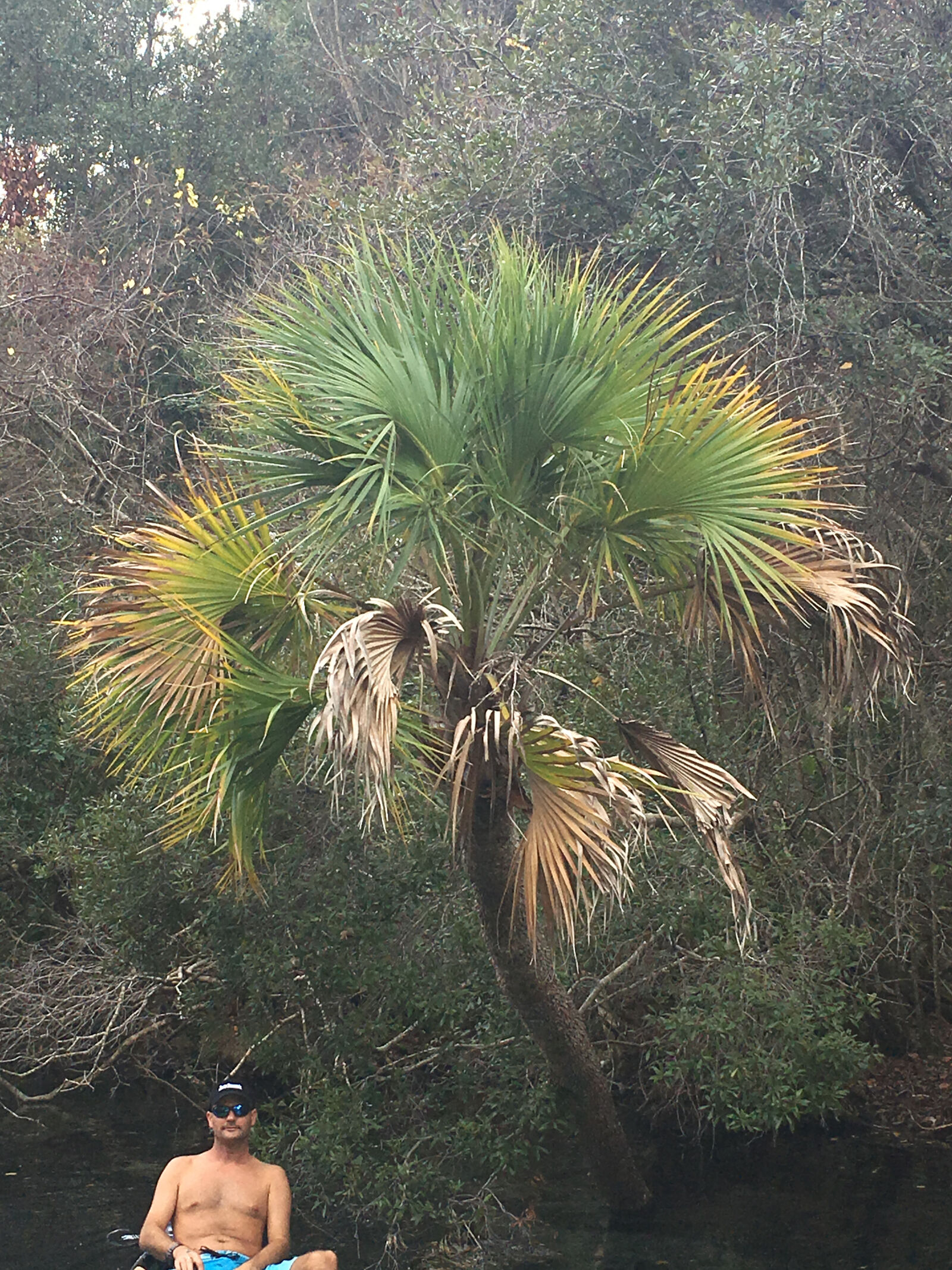 Apple iPhone 6s sample photo. Fan, palm, guy, nature photography
