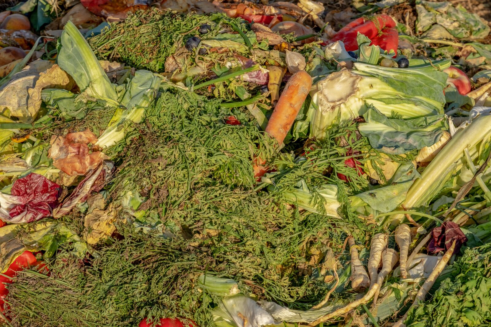 Fujifilm XF 55-200mm F3.5-4.8 R LM OIS sample photo. Compost, garbage, biological photography