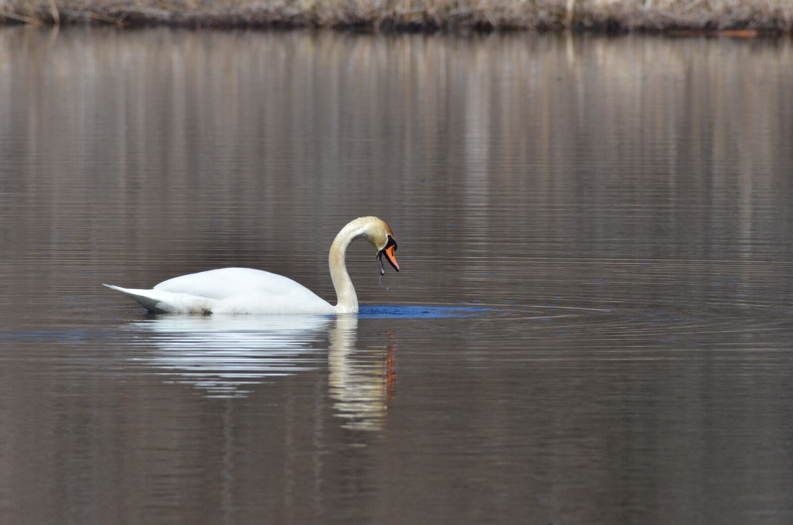 Nikon D7000 sample photo. Swan, bird, waterfowl photography