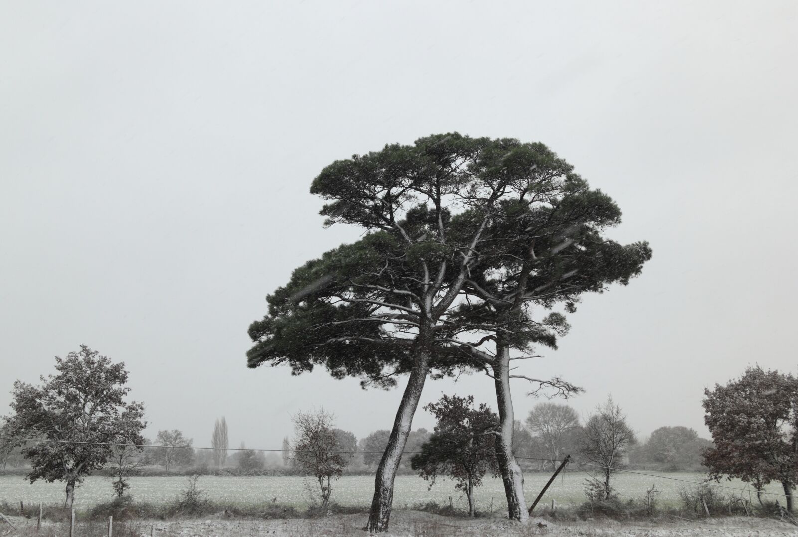 Canon EOS 550D (EOS Rebel T2i / EOS Kiss X4) sample photo. Turkey, snow, trees photography