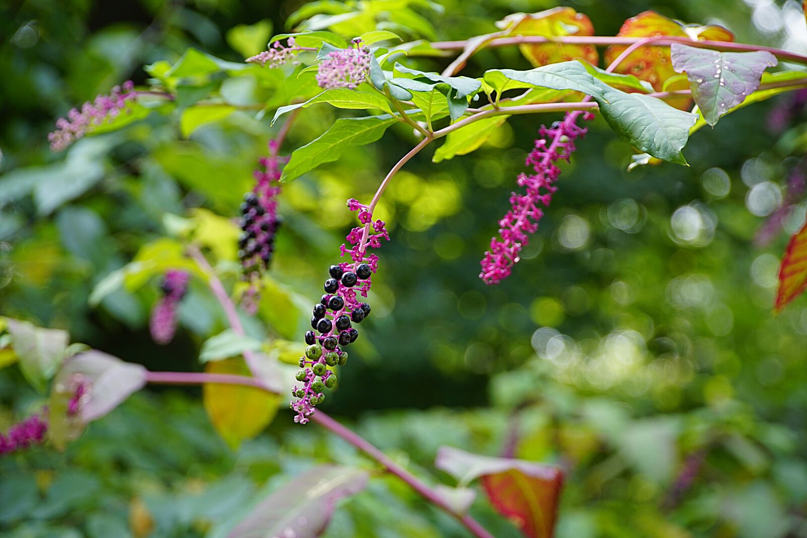 Sony a7R II sample photo. Phytolacca, pokeweed, plant photography
