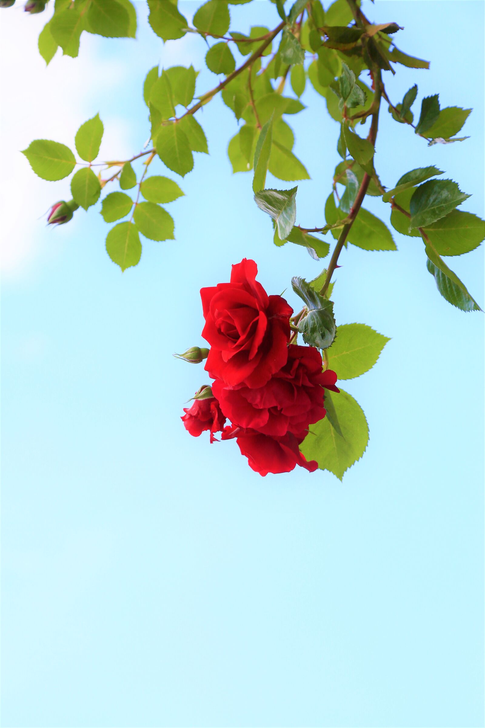 Canon EF 24-105mm F4L IS USM sample photo. Rose, background, nature photography