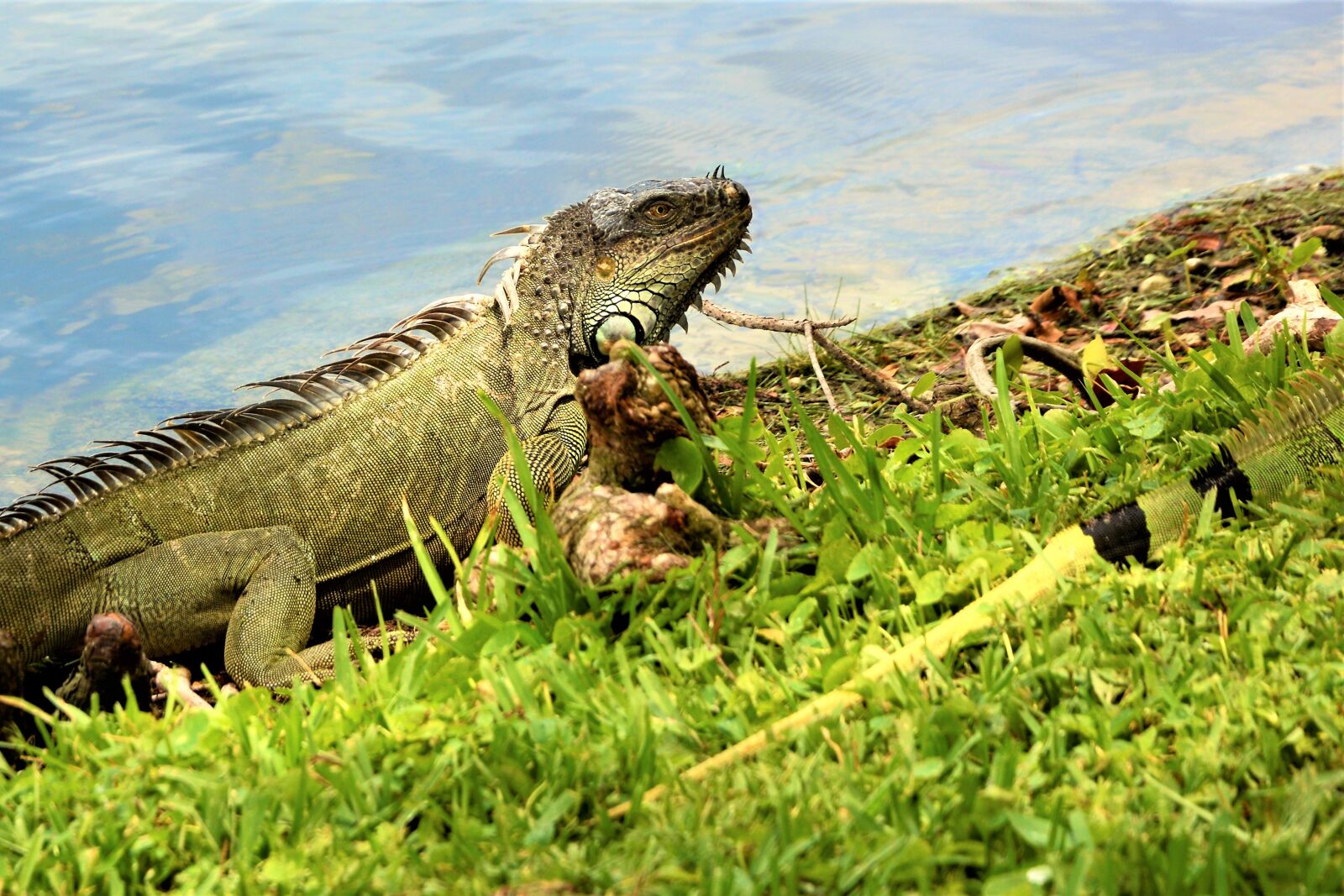 Nikon D7100 sample photo. Iguana, lizard, dragon photography