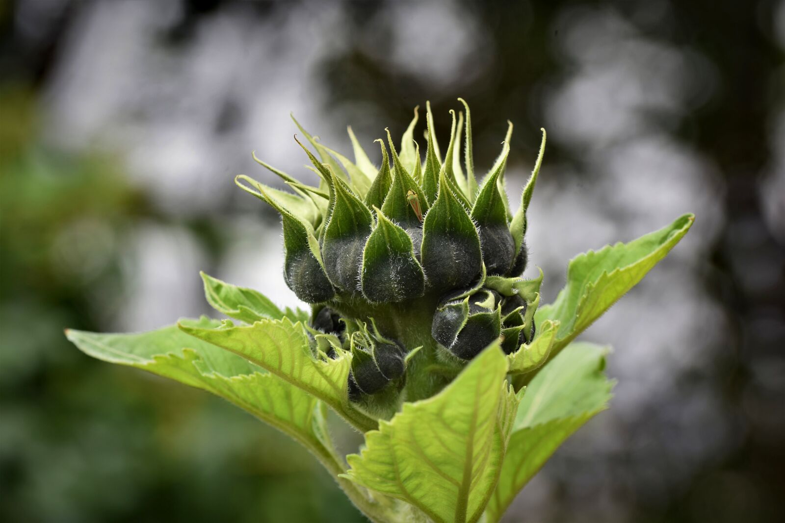 Nikon D7200 sample photo. Sunflower, bud, blossom photography