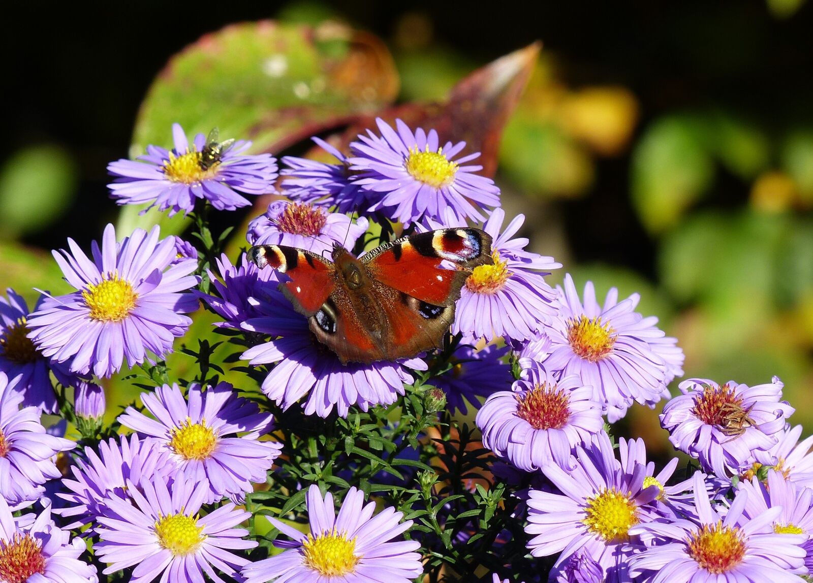Panasonic Lumix DMC-FZ200 sample photo. Butterfly, flower, blossom photography