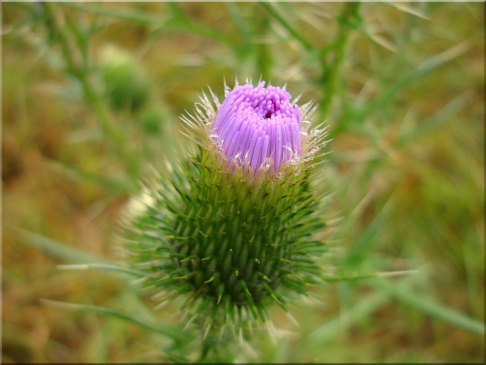 Sony DSC-P200 sample photo. Thistle, prickly, nature photography