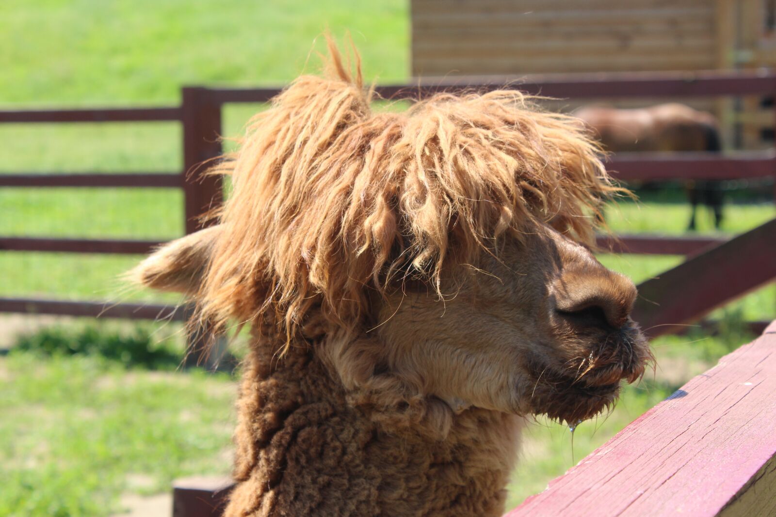 Canon EOS 1200D (EOS Rebel T5 / EOS Kiss X70 / EOS Hi) sample photo. Lama, animals, the head photography