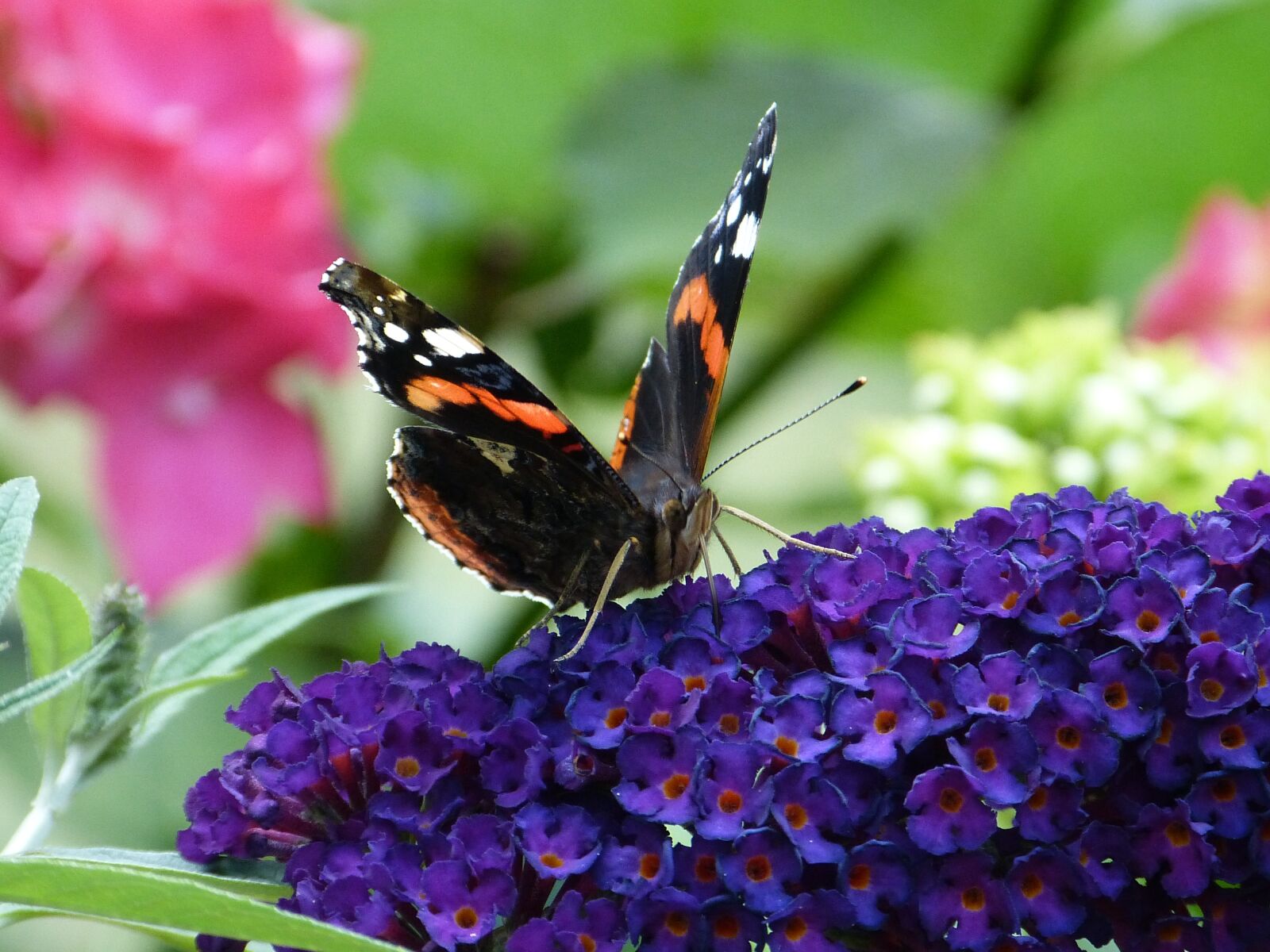 Panasonic Lumix DMC-FZ150 sample photo. Butterfly, admiral, summer photography