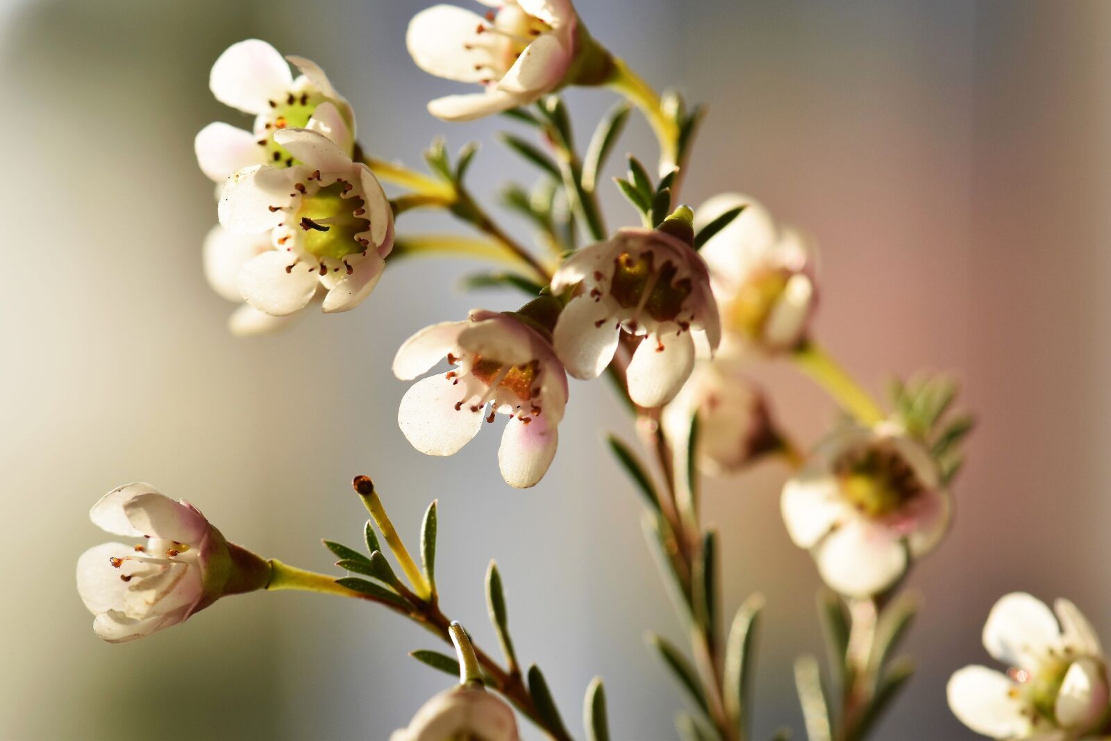 Nikon D5500 sample photo. Flowers, white, nature photography