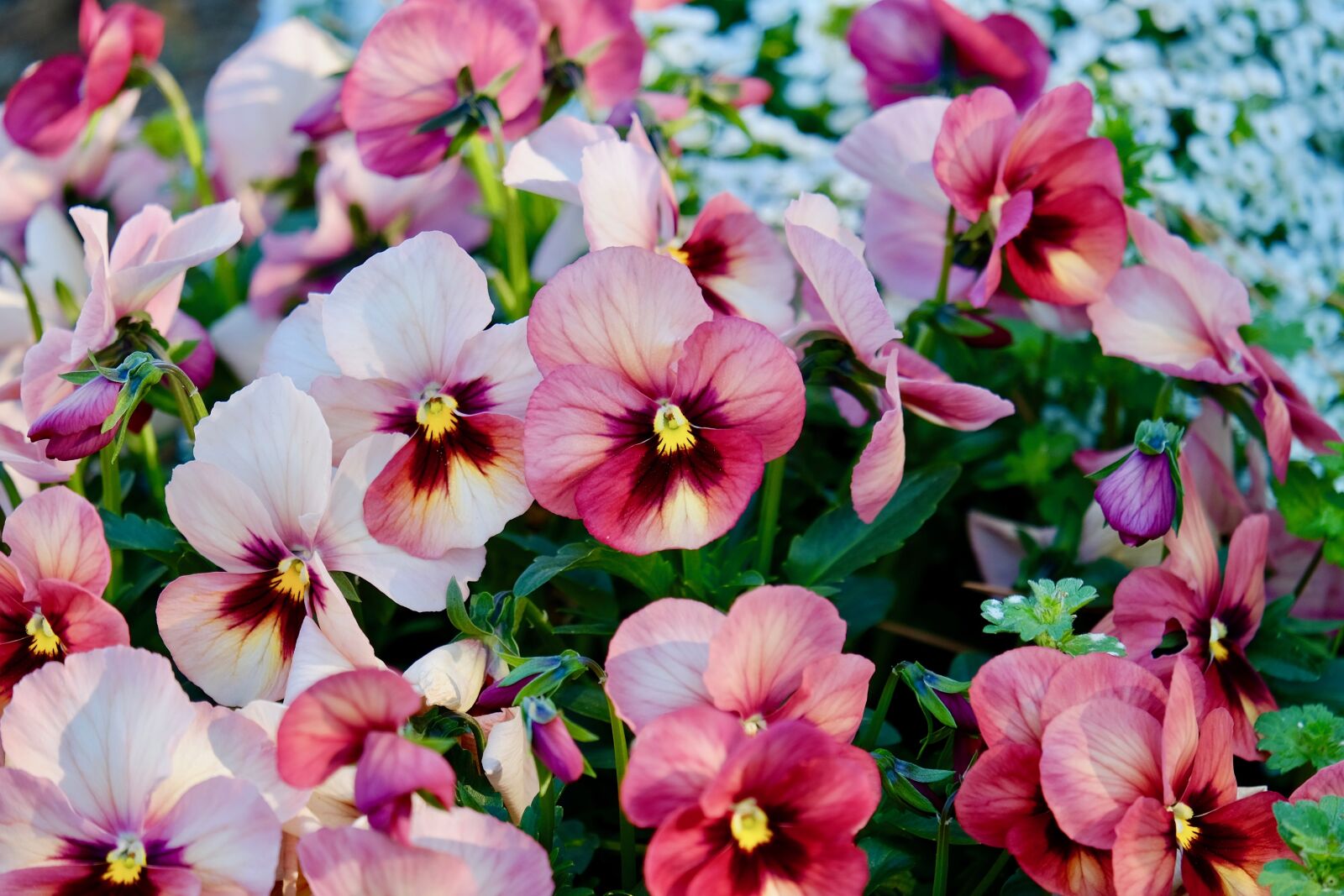 Fujifilm XF 55-200mm F3.5-4.8 R LM OIS sample photo. Pansy, flower, pink photography