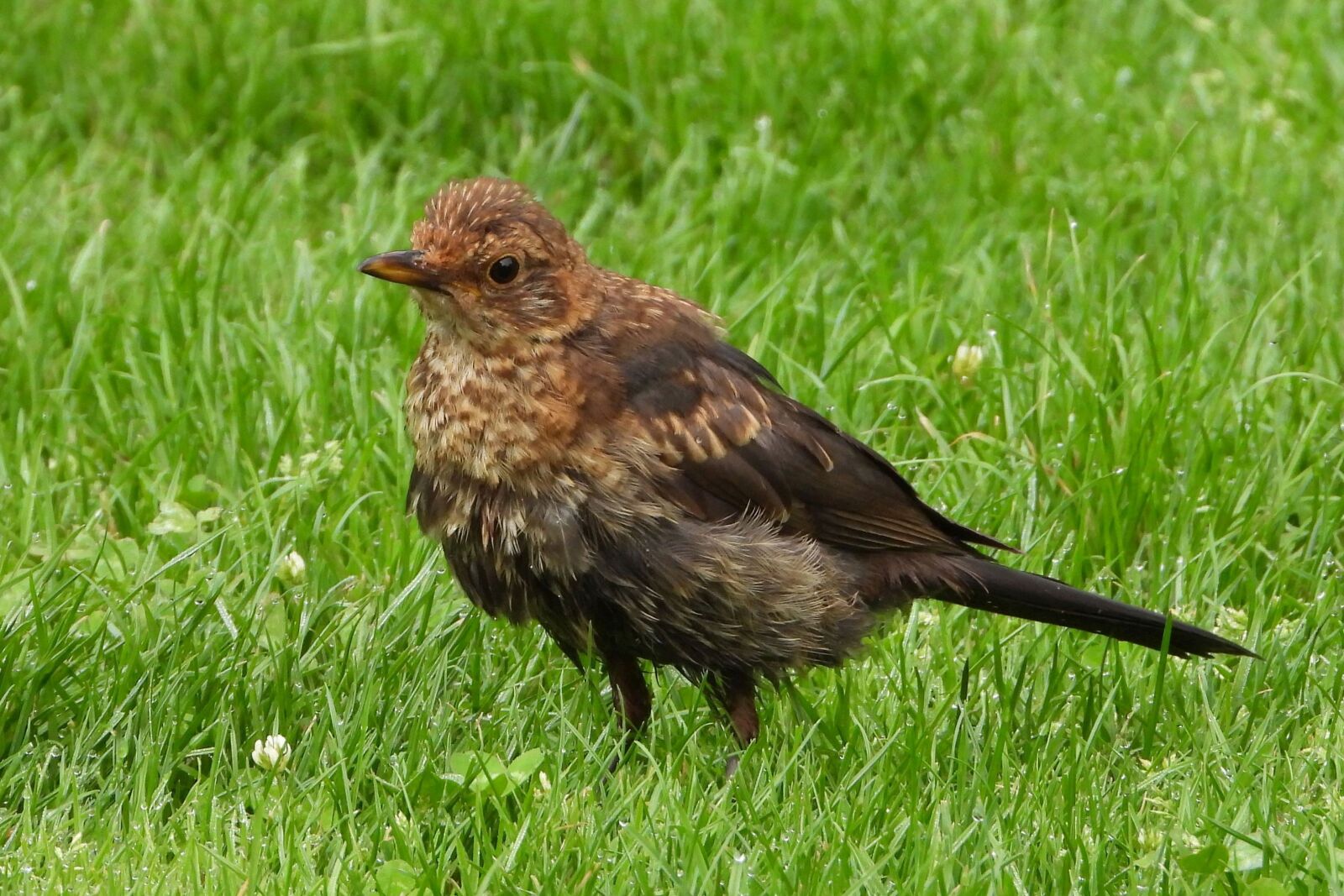 Nikon Coolpix P1000 sample photo. Blackbird, female, bird photography