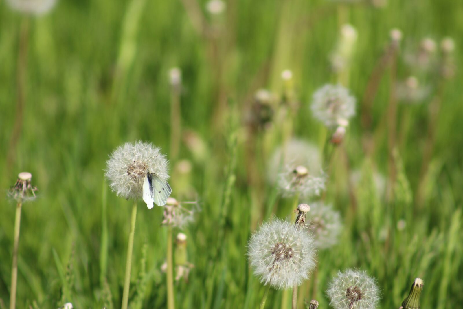 Canon EOS 700D (EOS Rebel T5i / EOS Kiss X7i) sample photo. Nature, the environment, spring photography