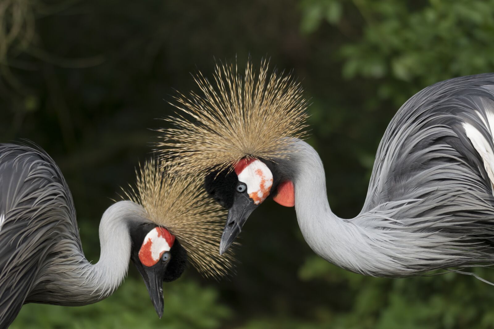 Nikon D5200 sample photo. Crane, set, couple photography