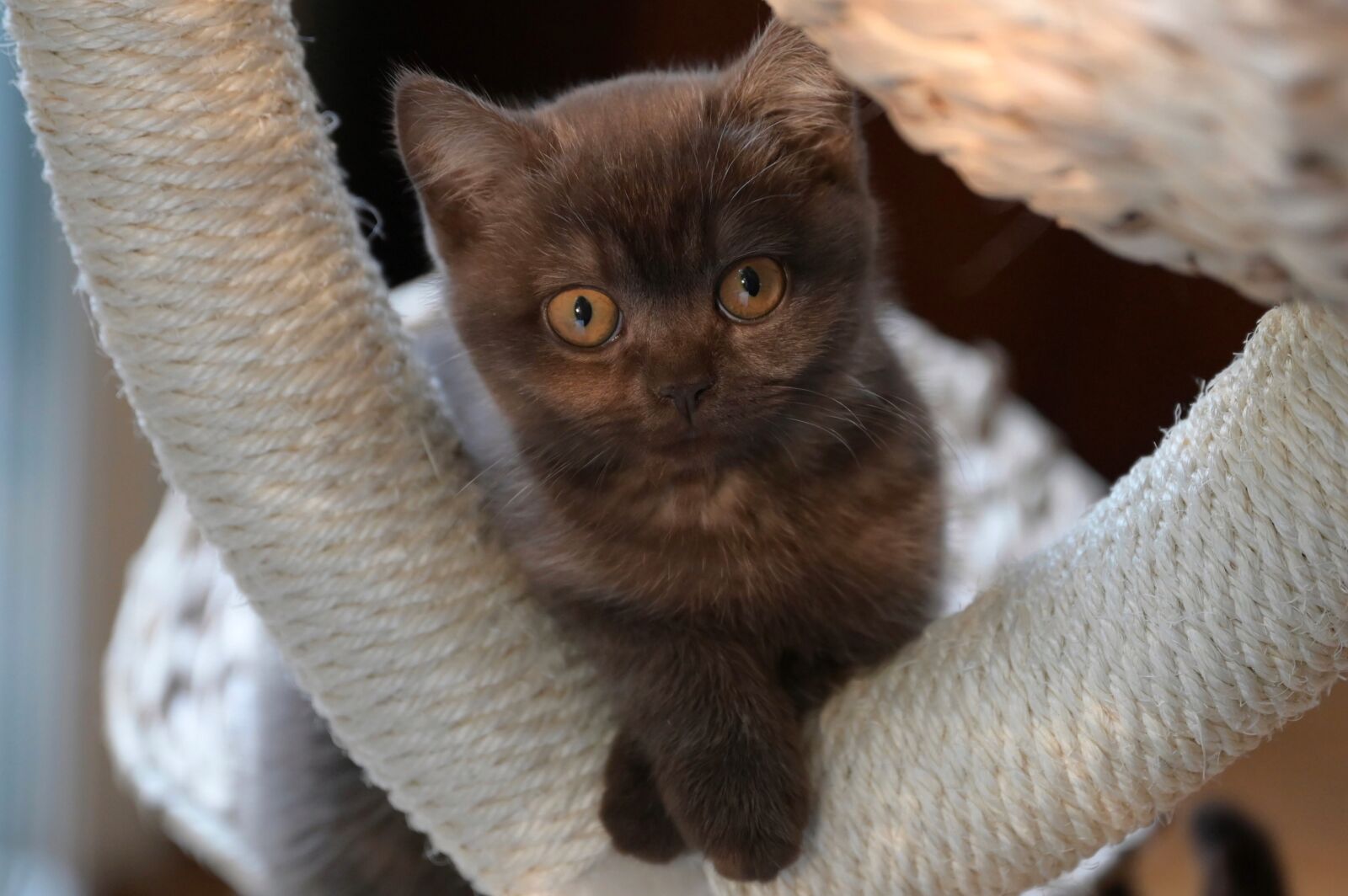 Nikon Z6 sample photo. Cat, cat baby, kitten photography